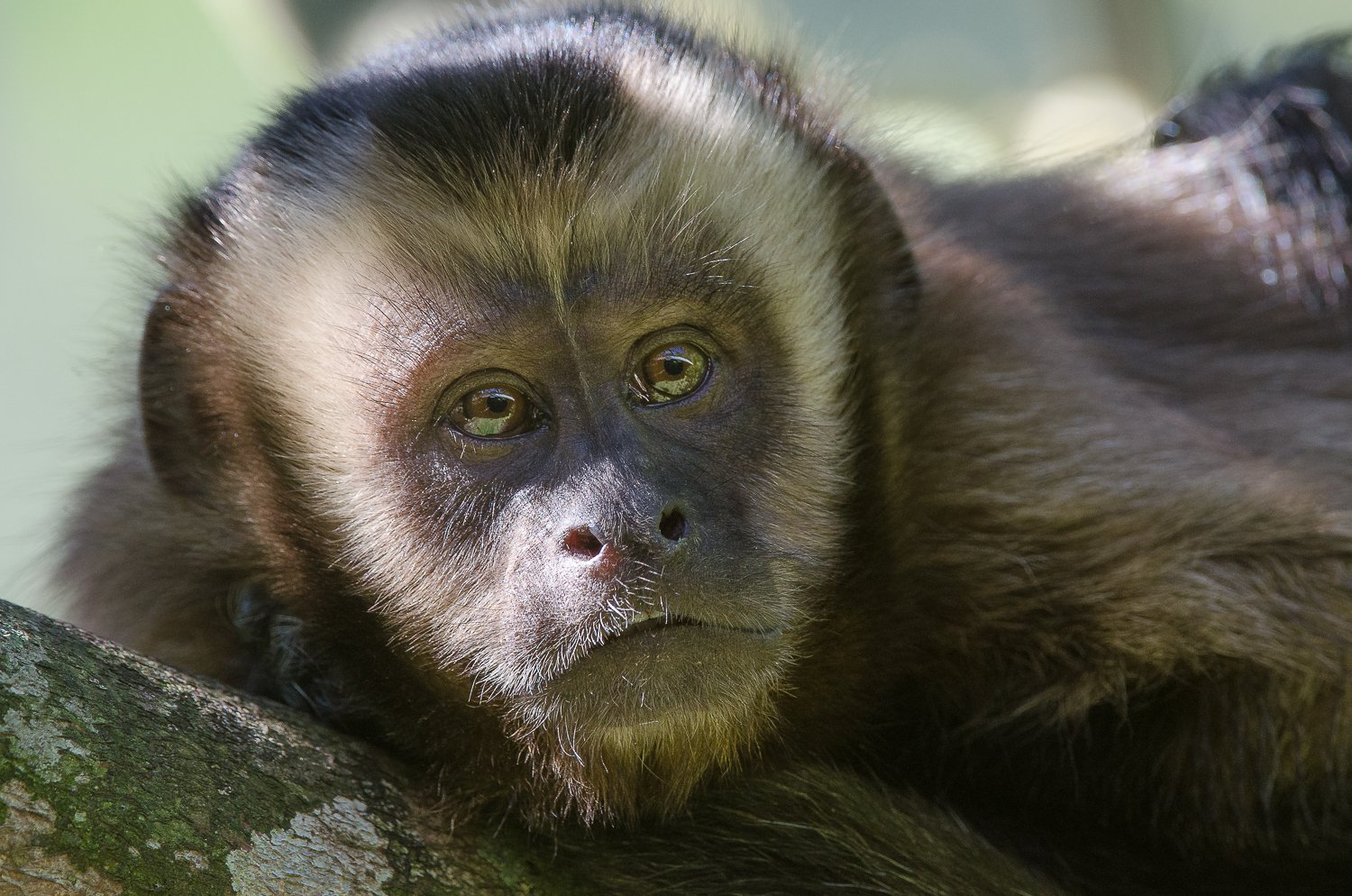 A big-headed capuchin monkey.