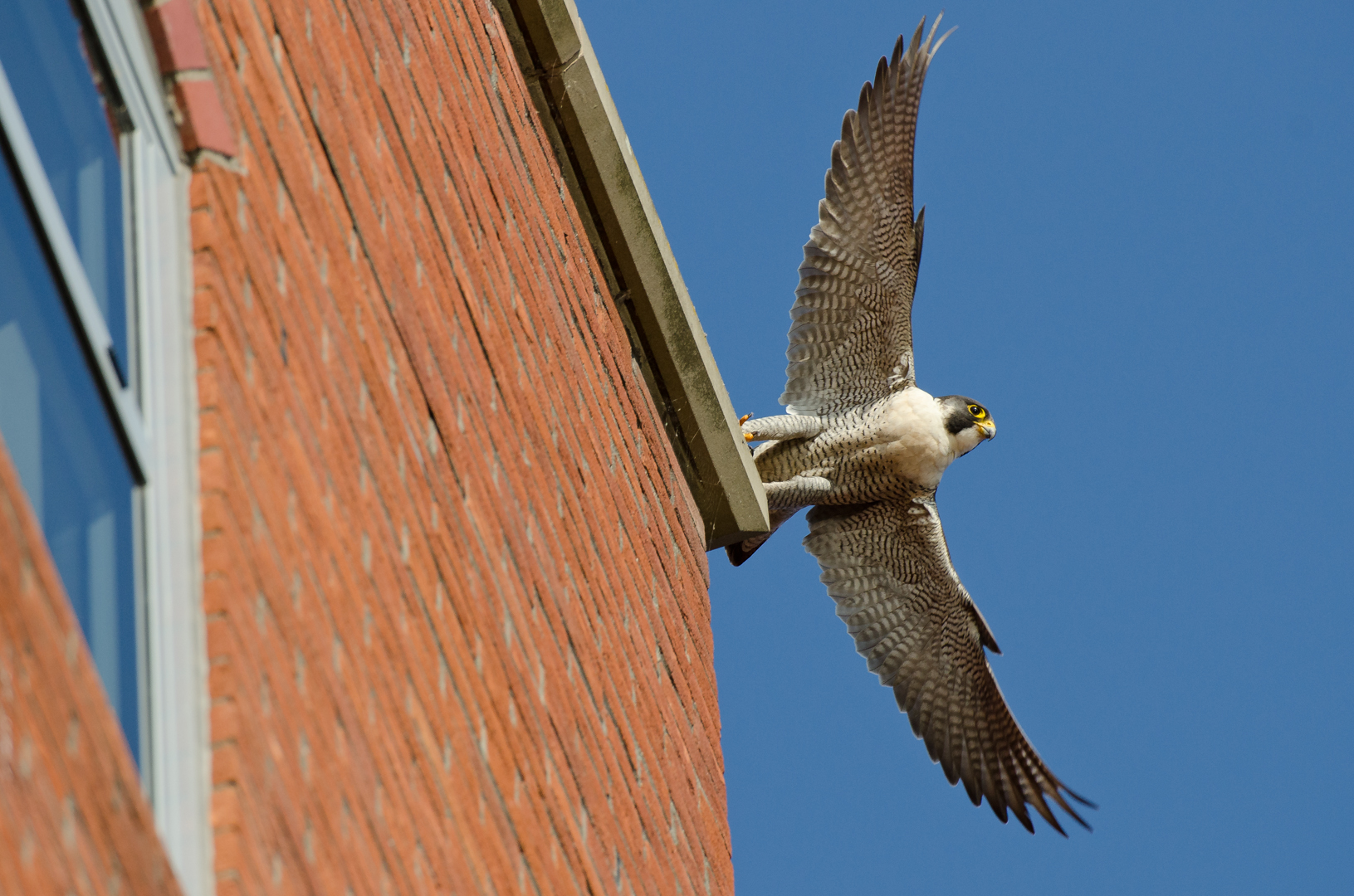  An adult female peregrine falcon takes flight over Bristol.&nbsp; 