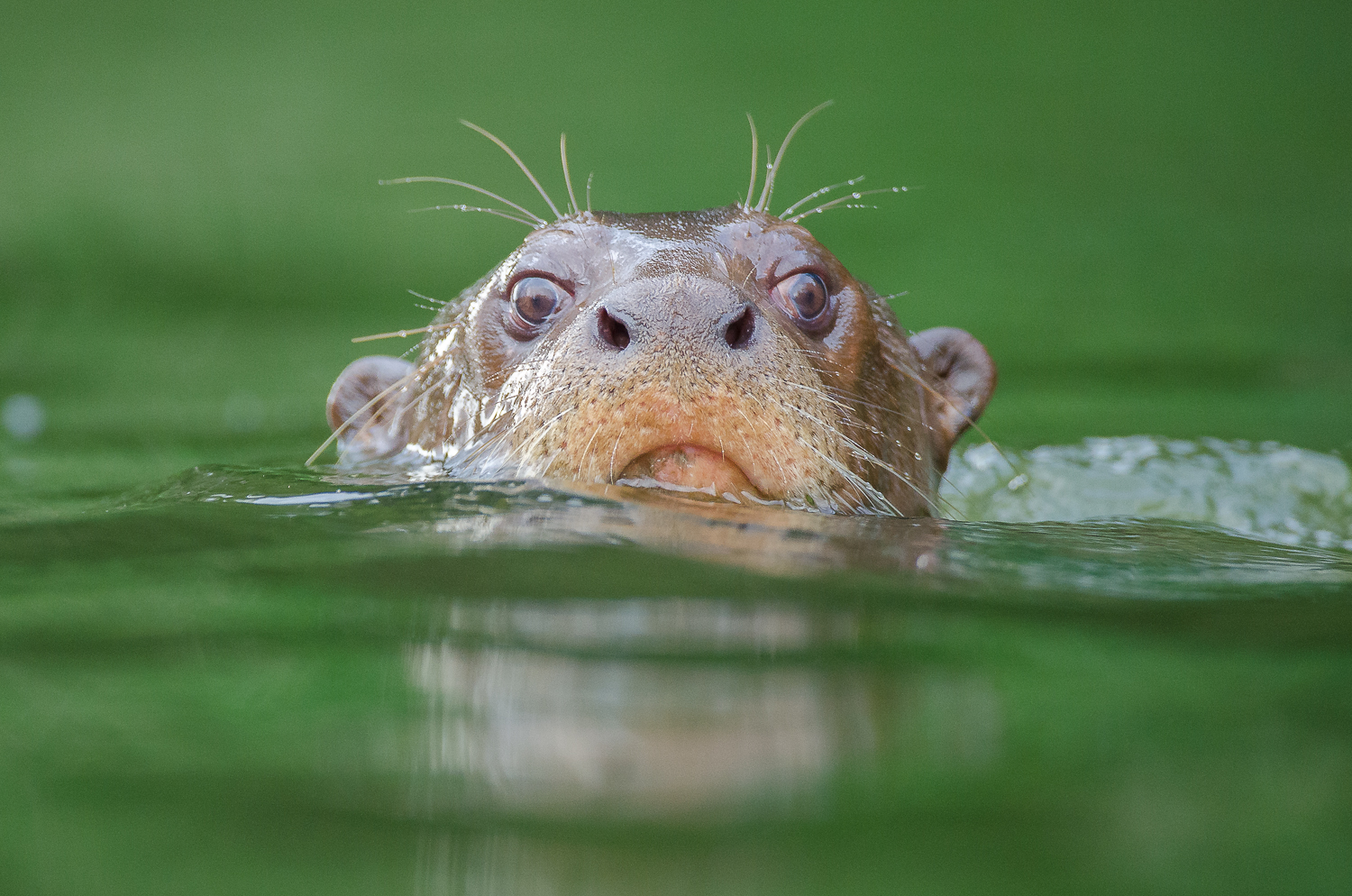 A giant otter, the longest otter in the world (up to 2.3m)!