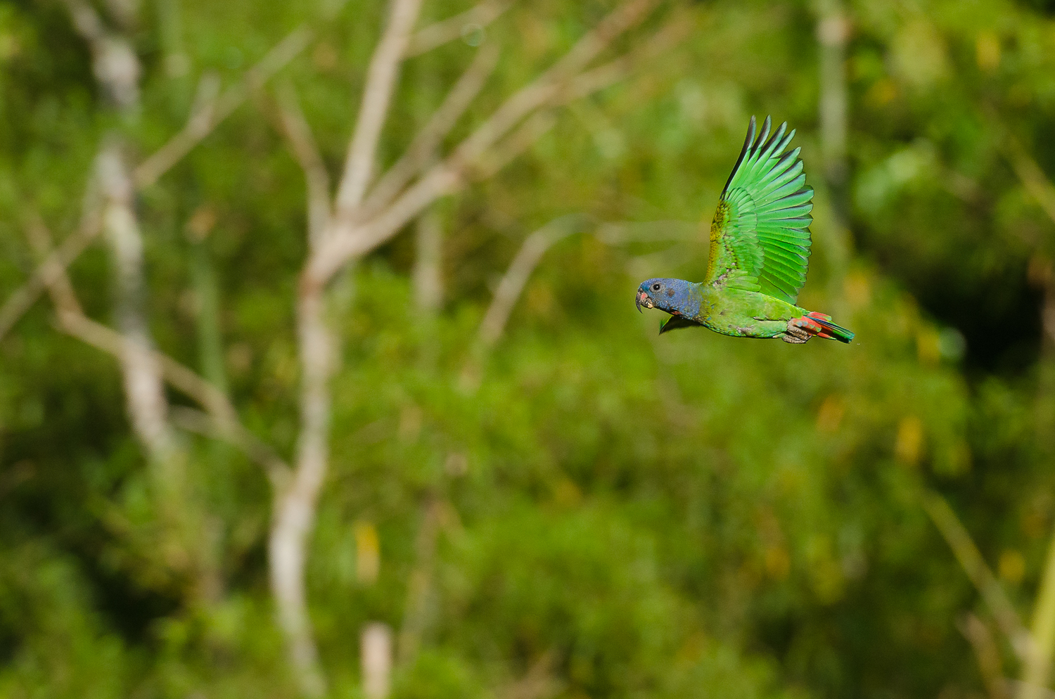 A blue headed parrot in flight at sunrise. 
