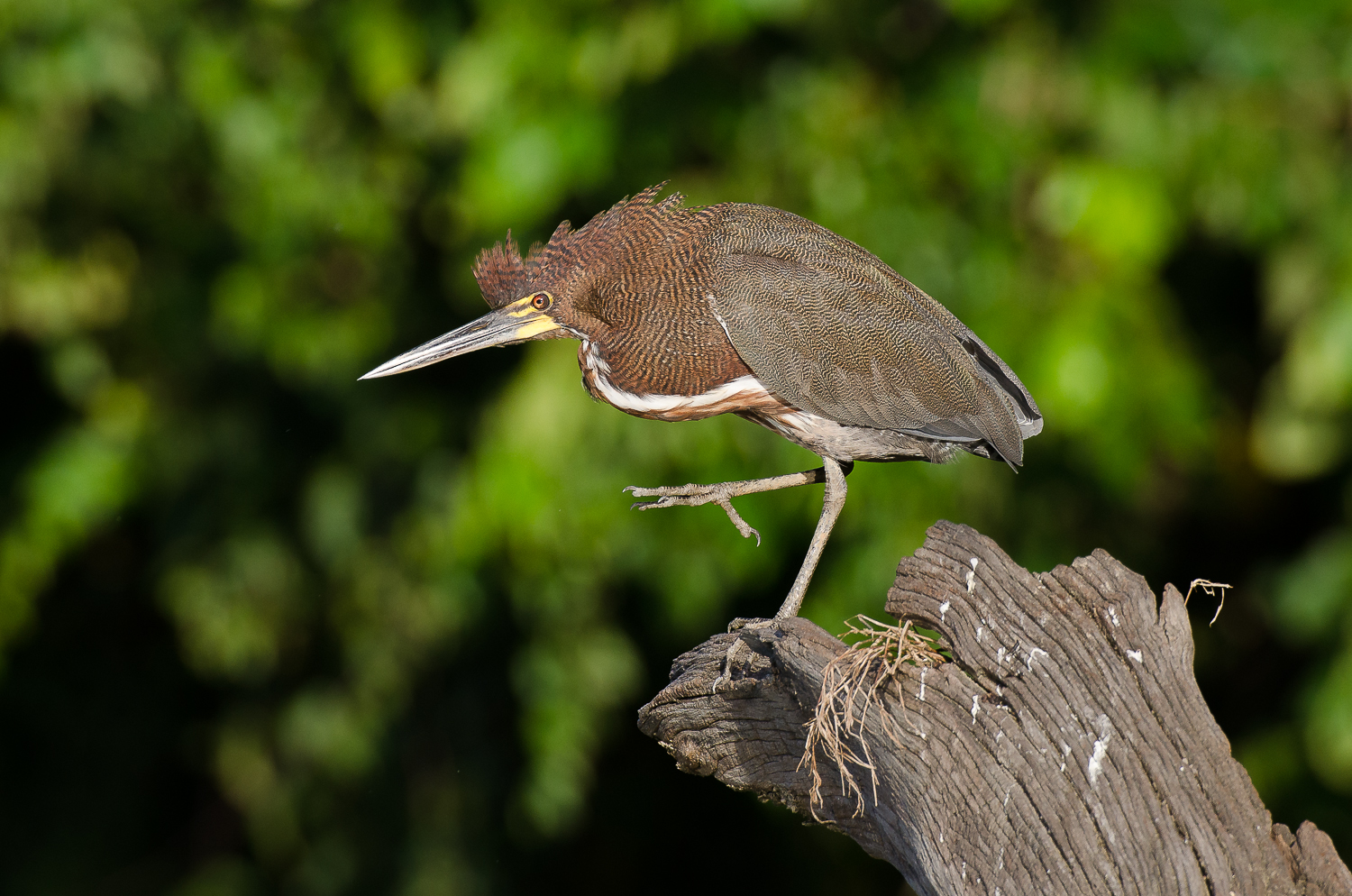 An adult rufescent tiger heron.