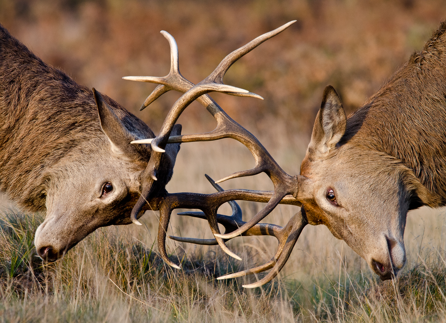  Male red deer rutting in central London.&nbsp; 