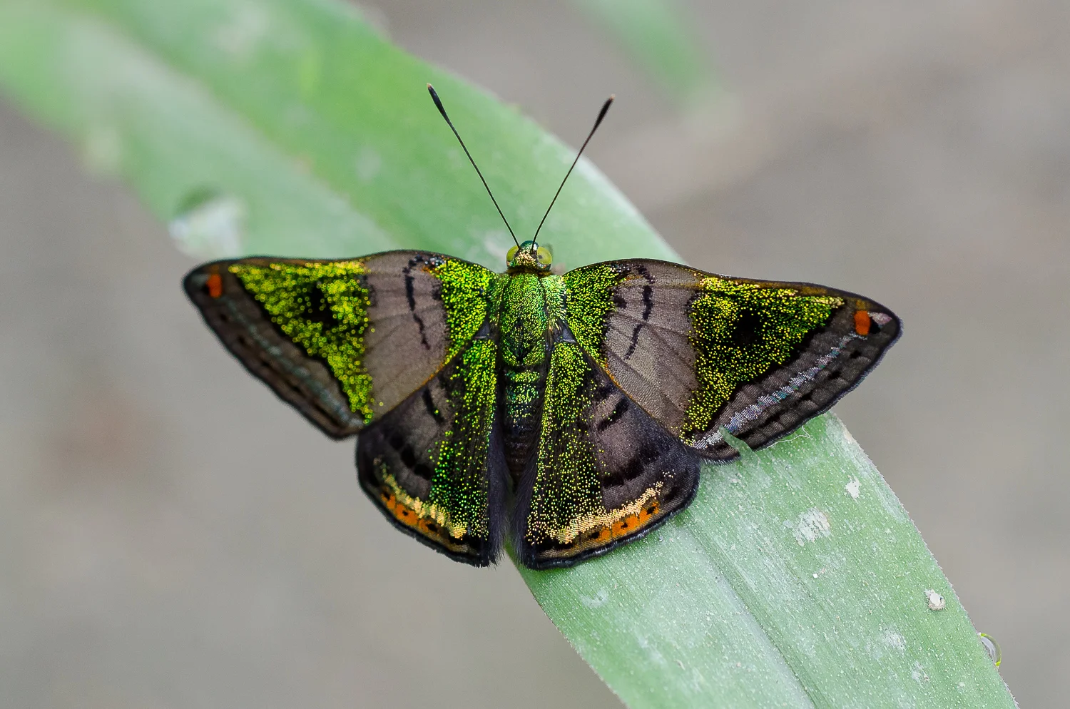   The stunning green mantle butterfly.  