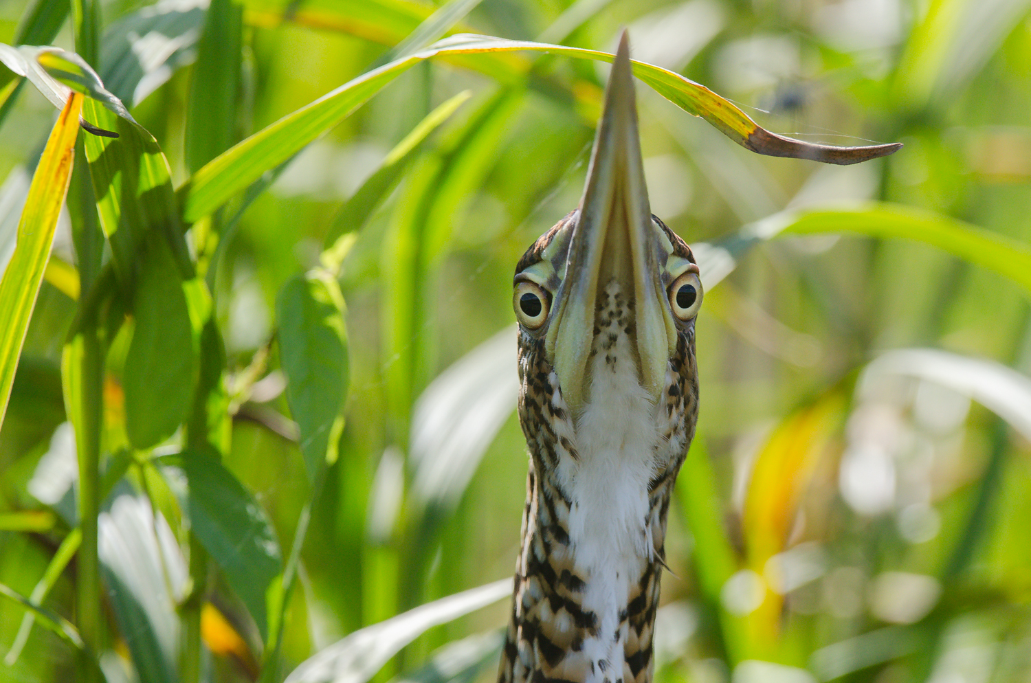 A juvenile rufescent tiger-heron.