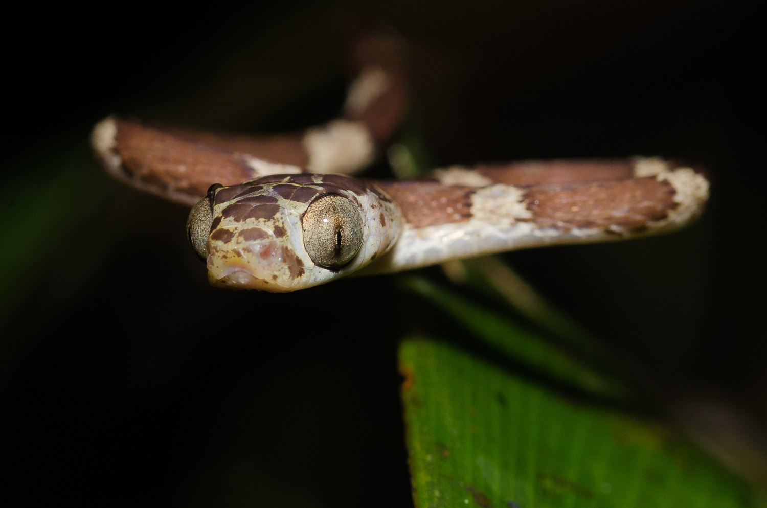 A blunt-head tree snake at night in the jungle. 