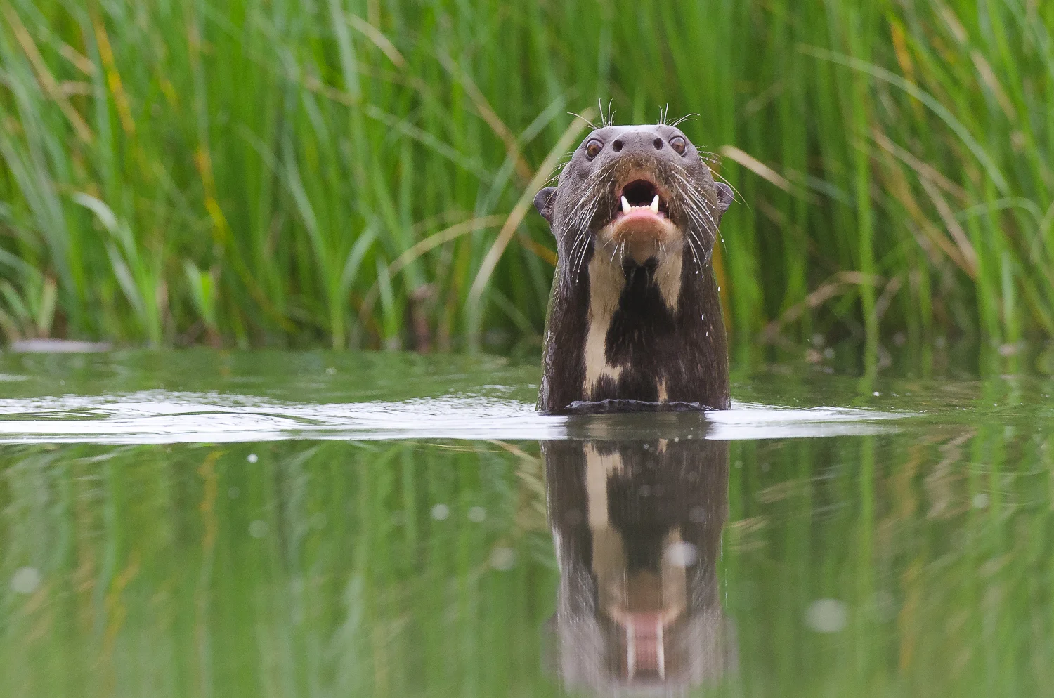  Giant otters are unique in that they're the world's only social otter. These oxbow lakes are often home to families consisting of over 8 individuals. 