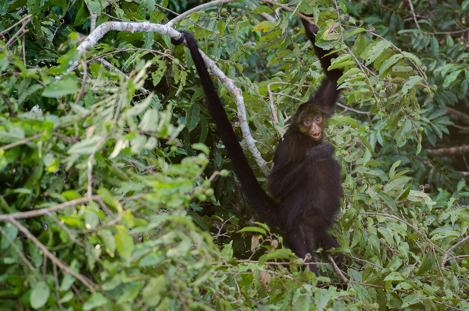  The prehensile tail of the spider monkey allows it to seamlessly move through the forest canopy with the equivalent of 5 limbs. 