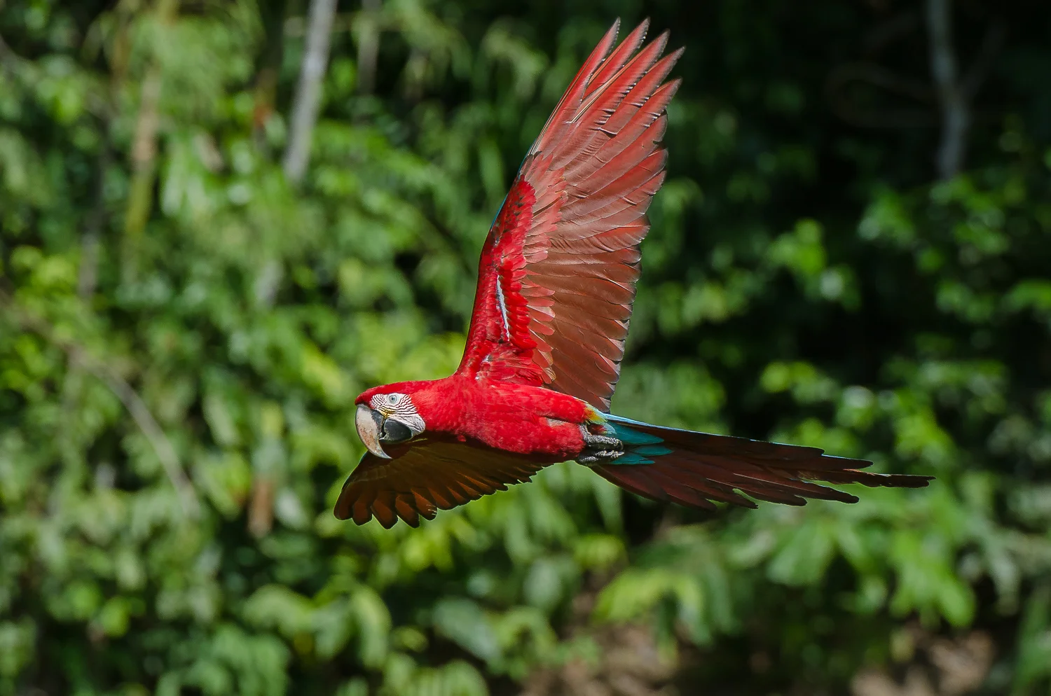  A red and green macaw flying in to feed at a claylick.&nbsp; 