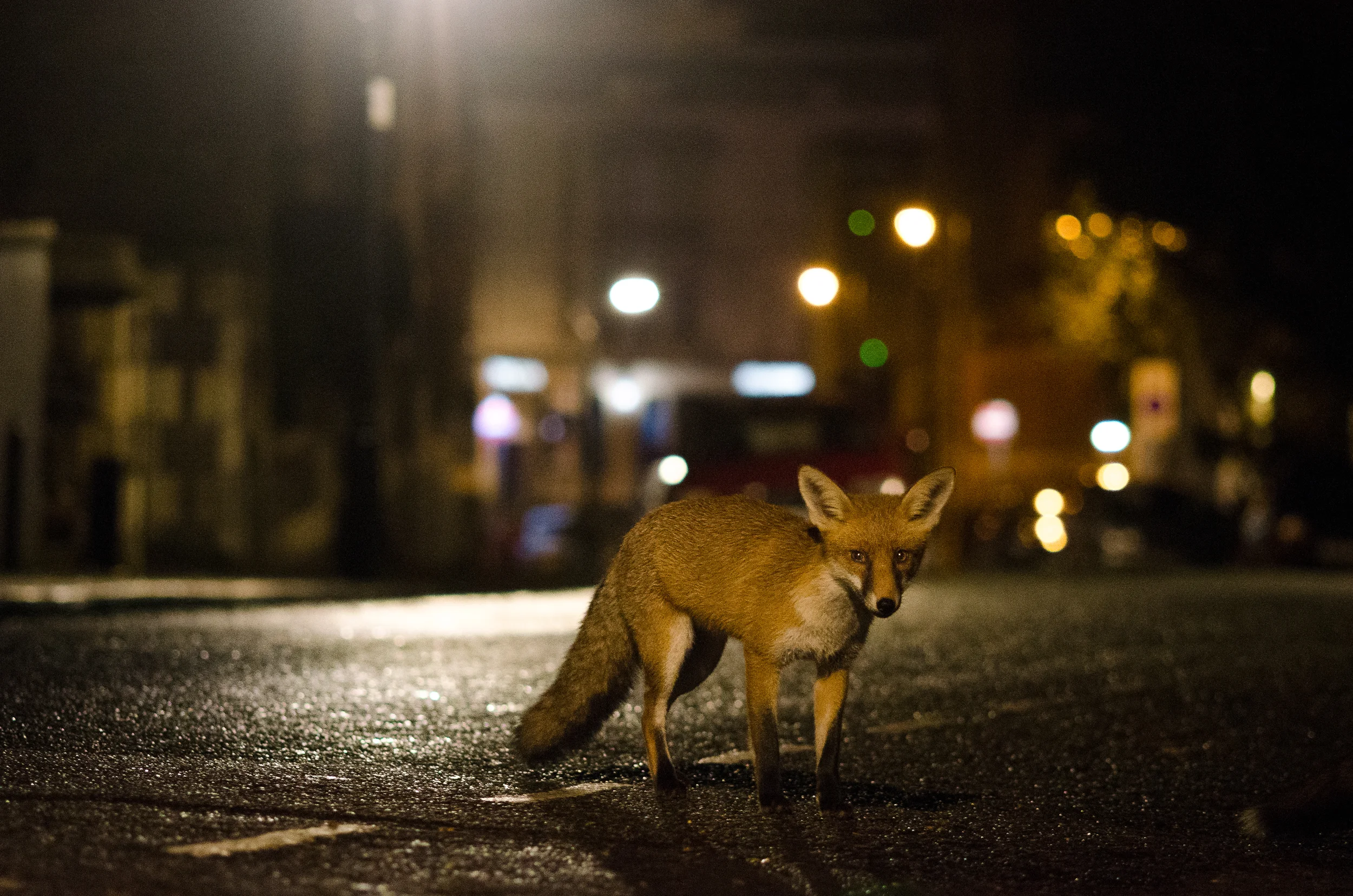 An urban red fox in central Bristol