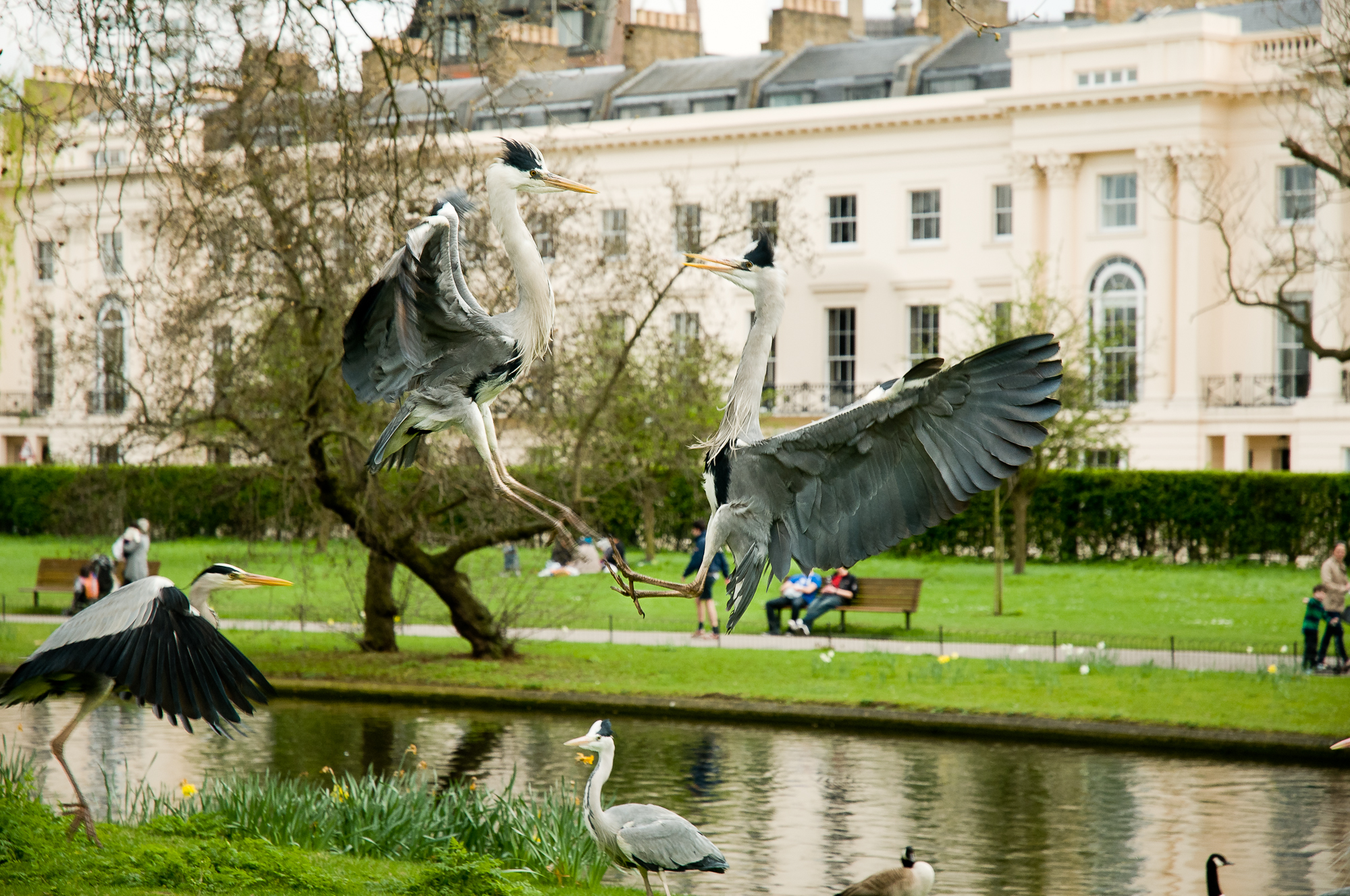  Grey herons fighting in a central London park.&nbsp; 