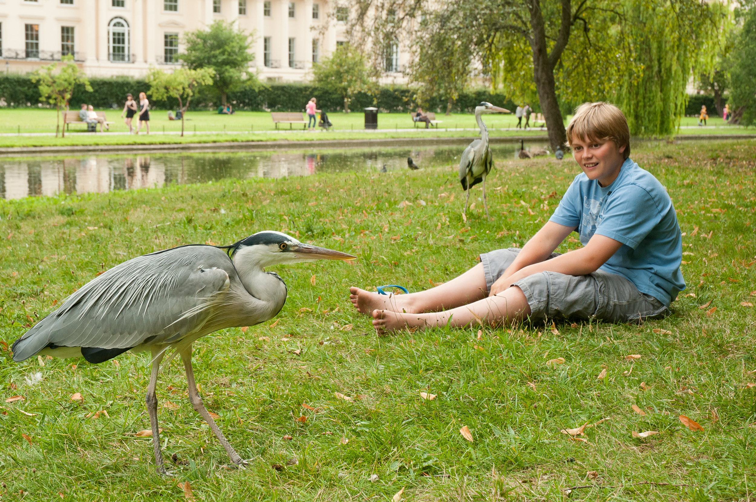  A young boy watches grey herons in a central London park.&nbsp; 