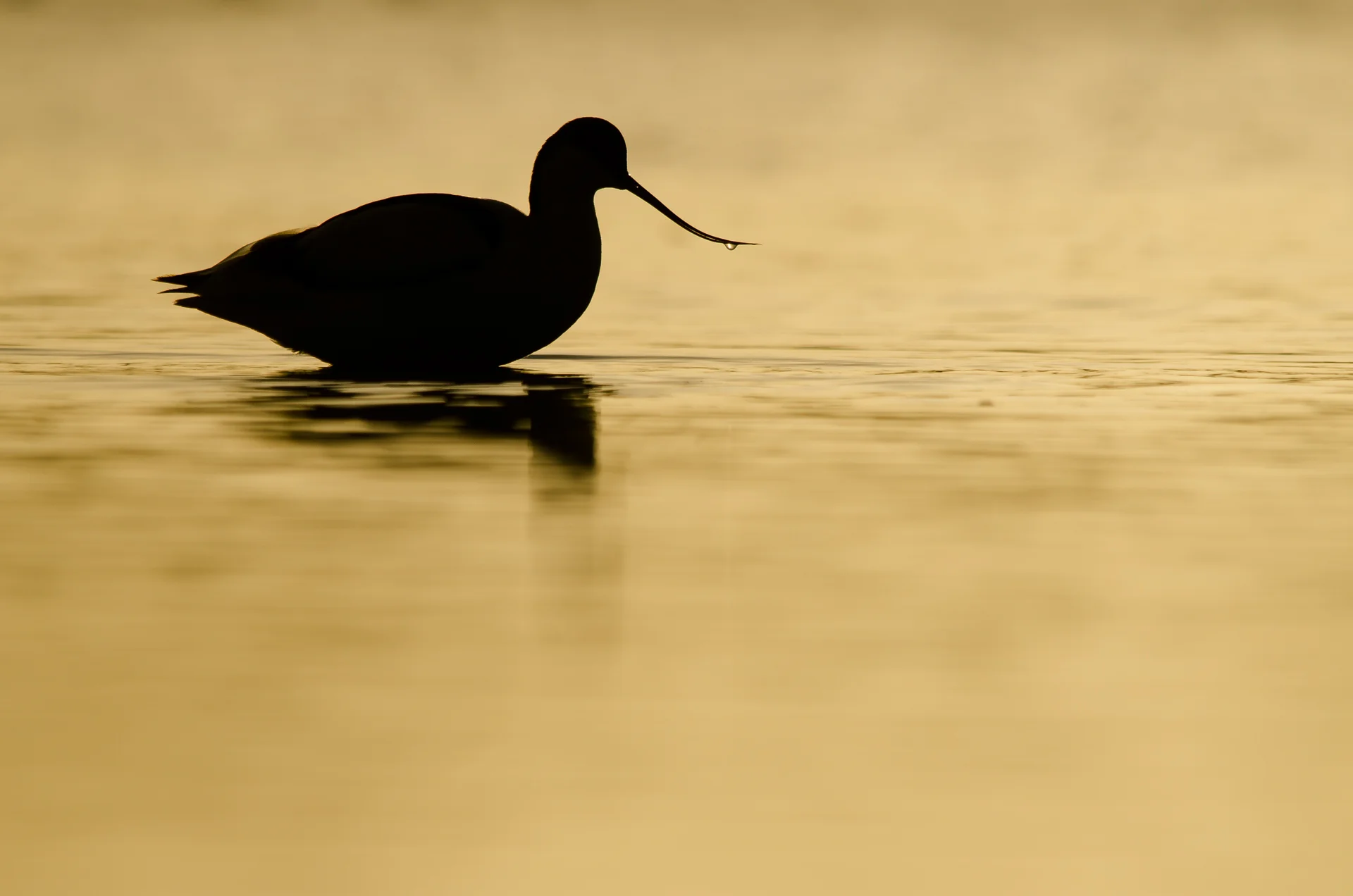 06_Sunrise_Avocet.jpg
