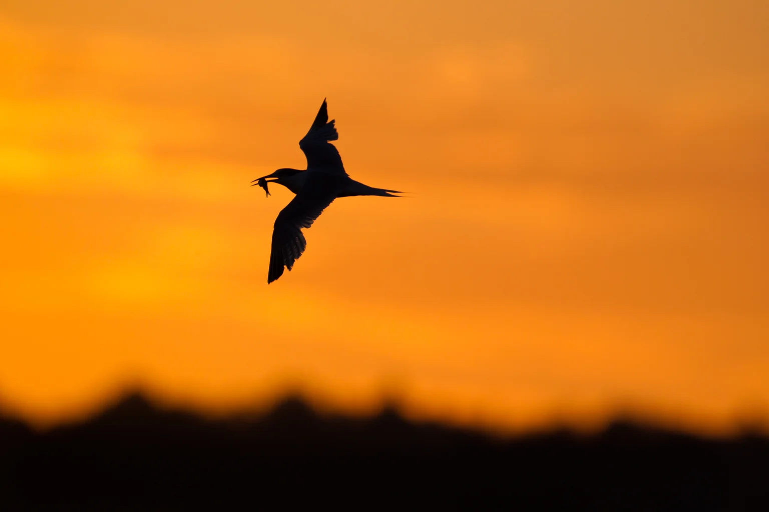 tern2.jpg
