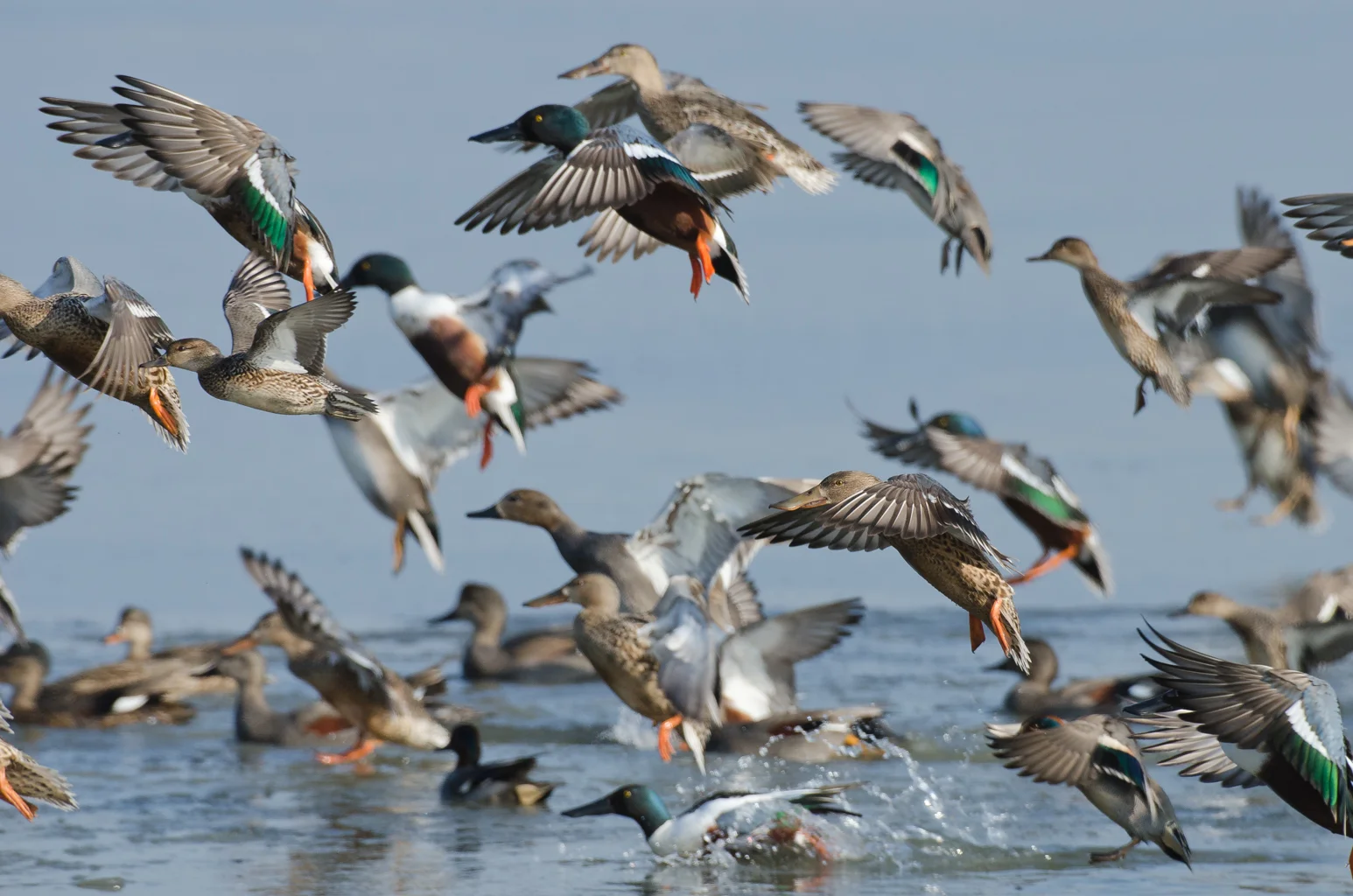 ducktakeoff.jpg