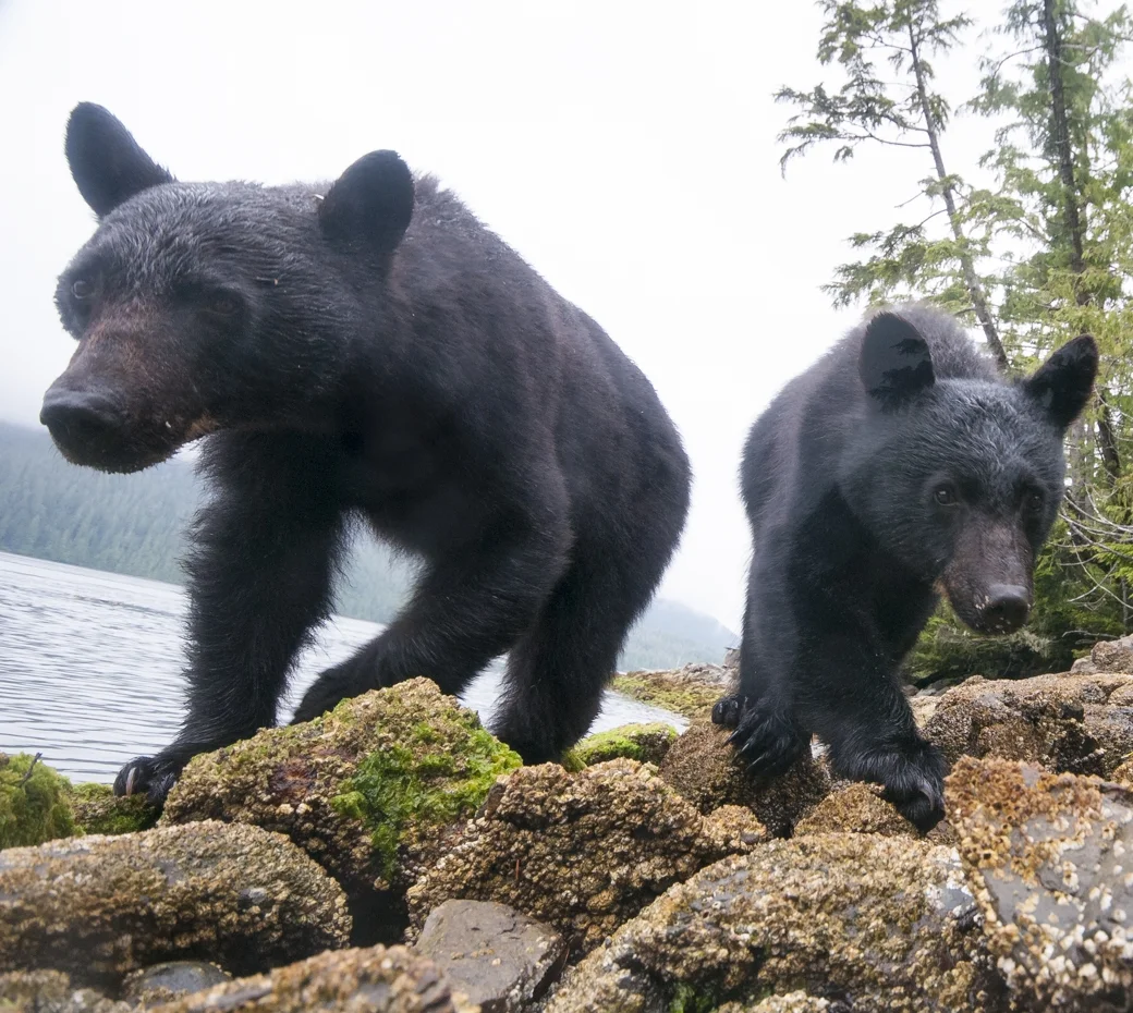 07_bear_wide.jpg