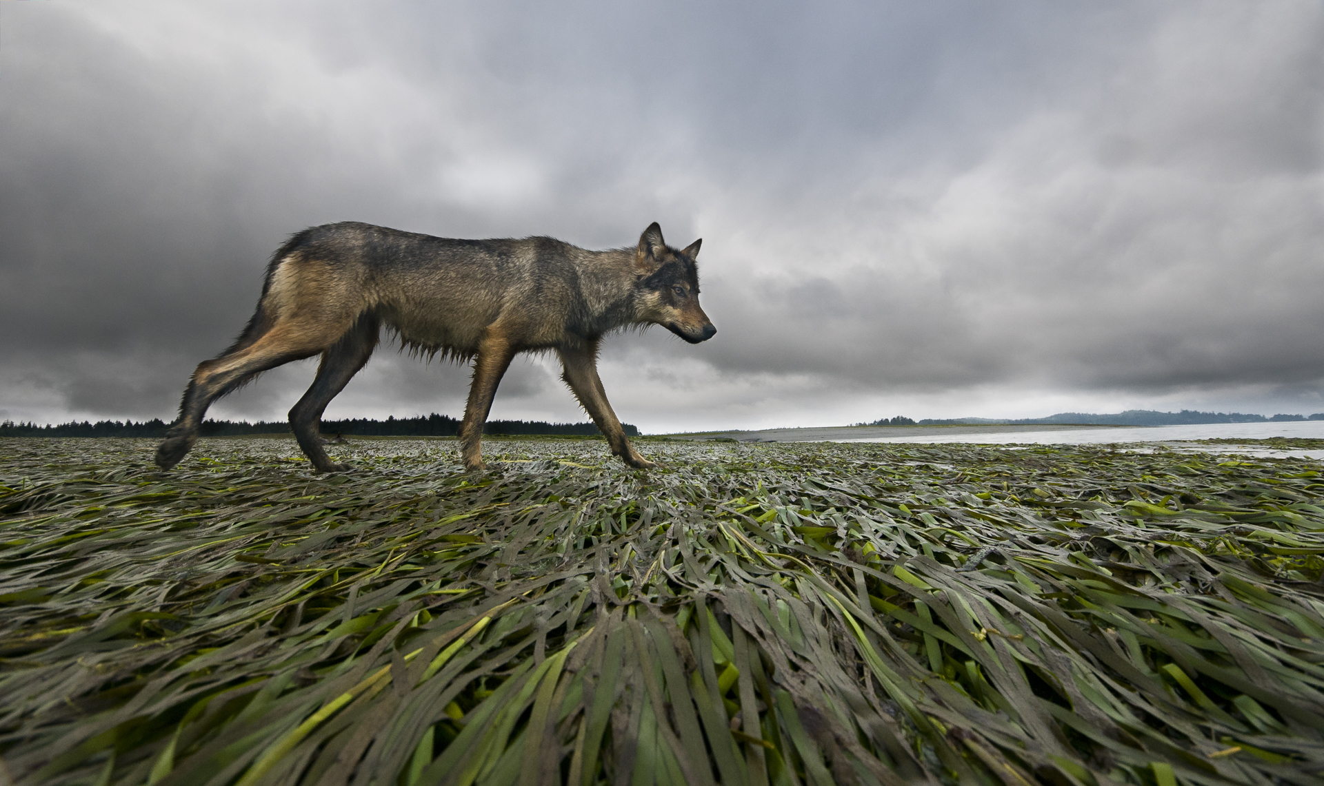 A female coastal grey wolf surveys her mudflat territory at low tide