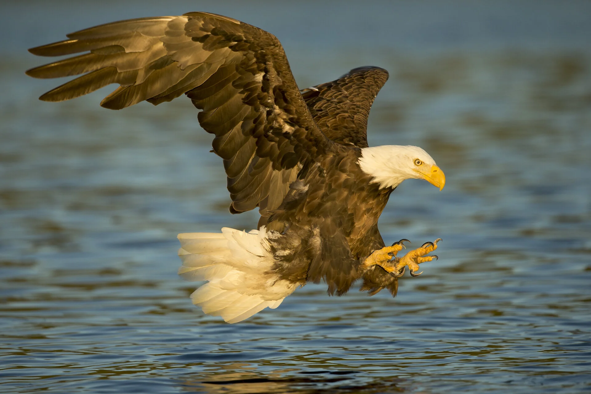 k1_bald_eagle.jpg