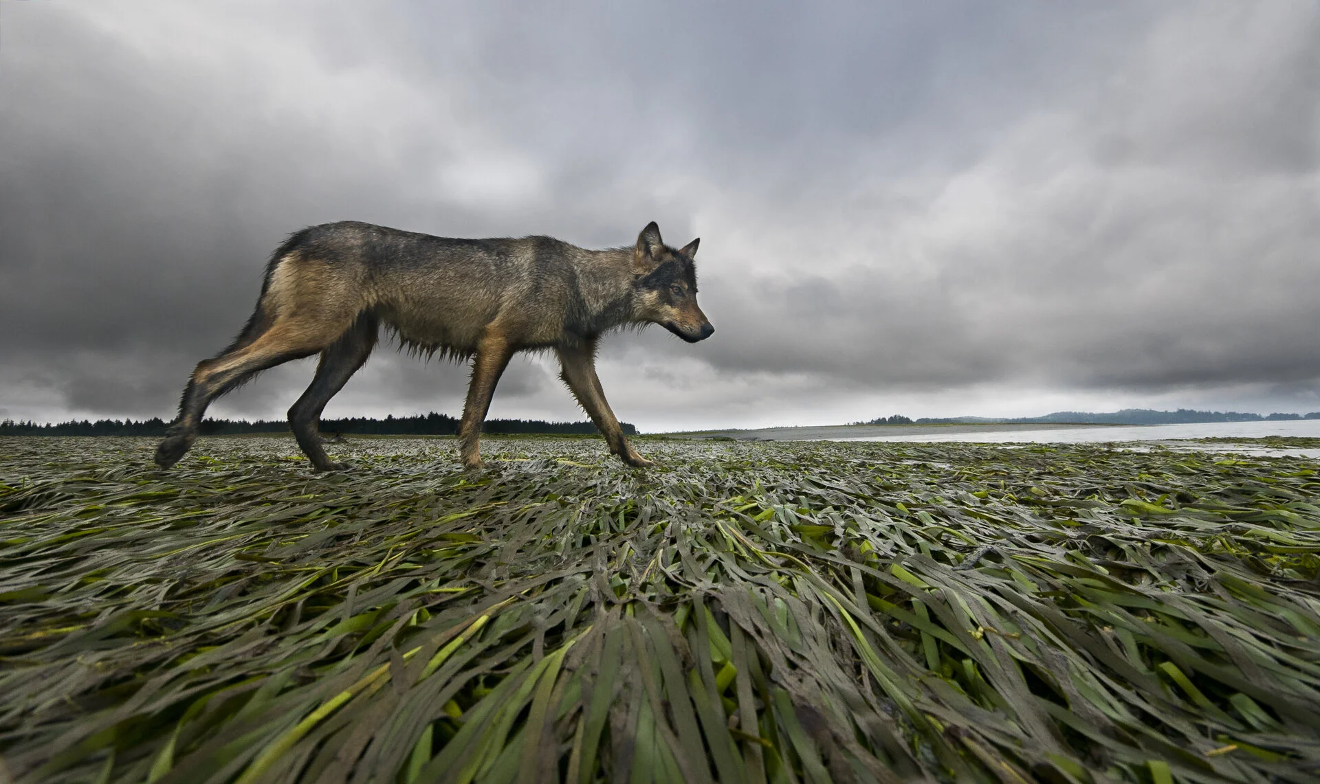 Coastal Wolf