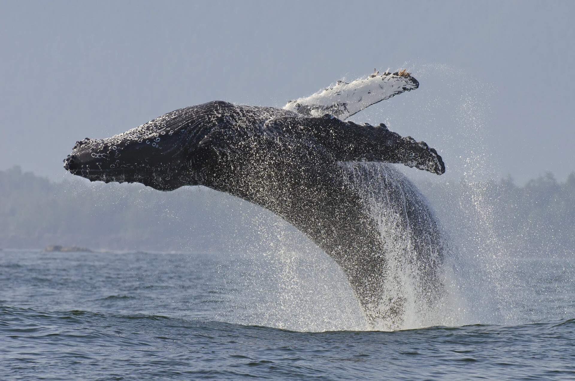 07_humpback_breach.jpg