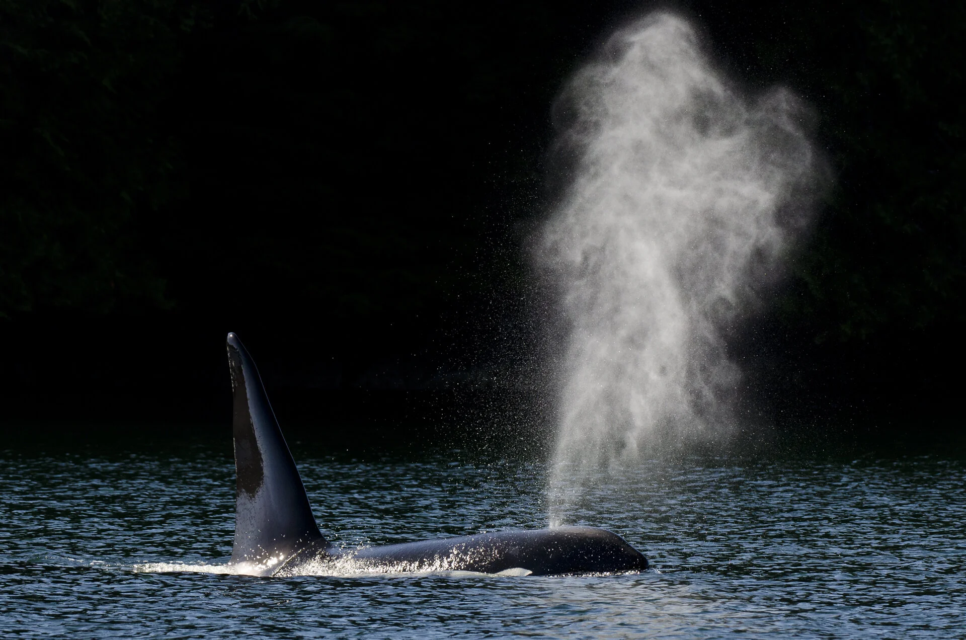 09_orca_blow.jpg