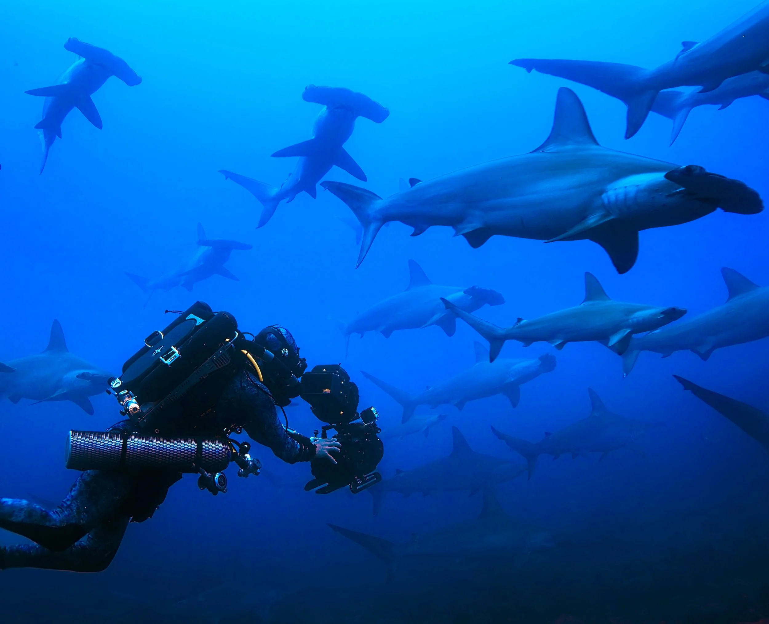 &lsquo;Hammerhead Sharks Up Close&rsquo; is coming to @disneyplus July 5th! I head to the Baja Peninsula in Mexico in search of one of the ocean&rsquo;s most distinctive predators: the hammerhead shark. They were once a defining presence of these wat