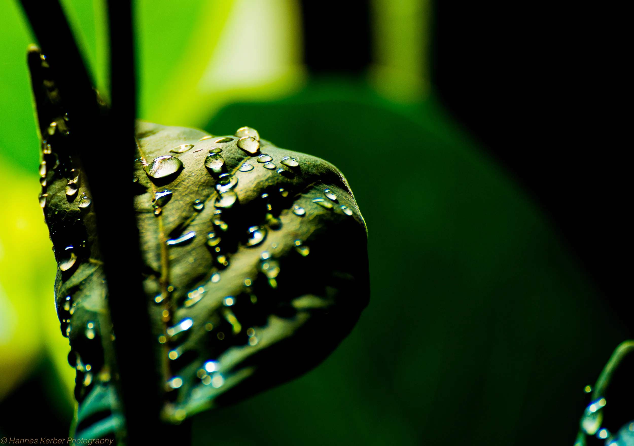 DSC_0969.jpg