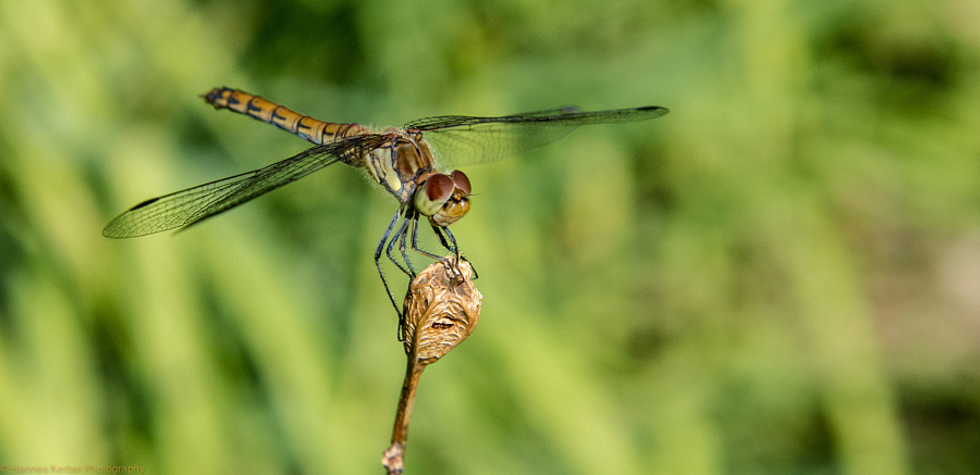 Firefly