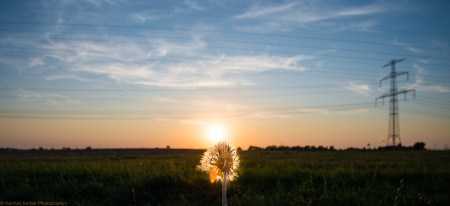 Flower in Sunset...