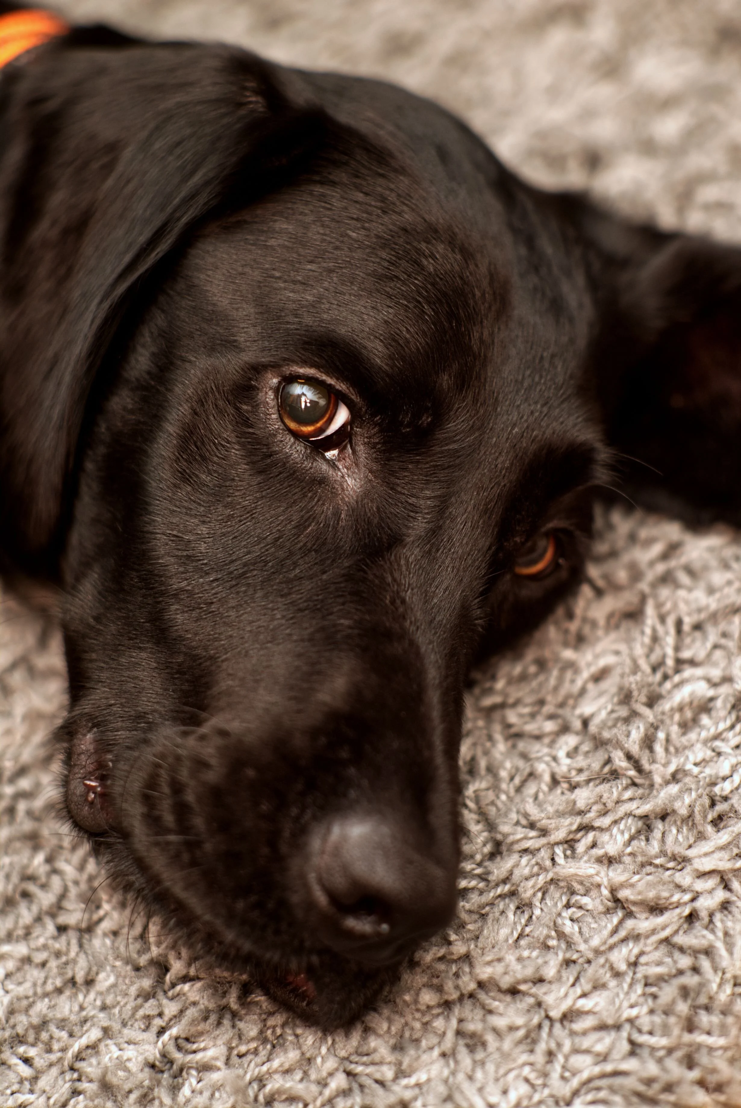 Finn portrait (Web).jpg
