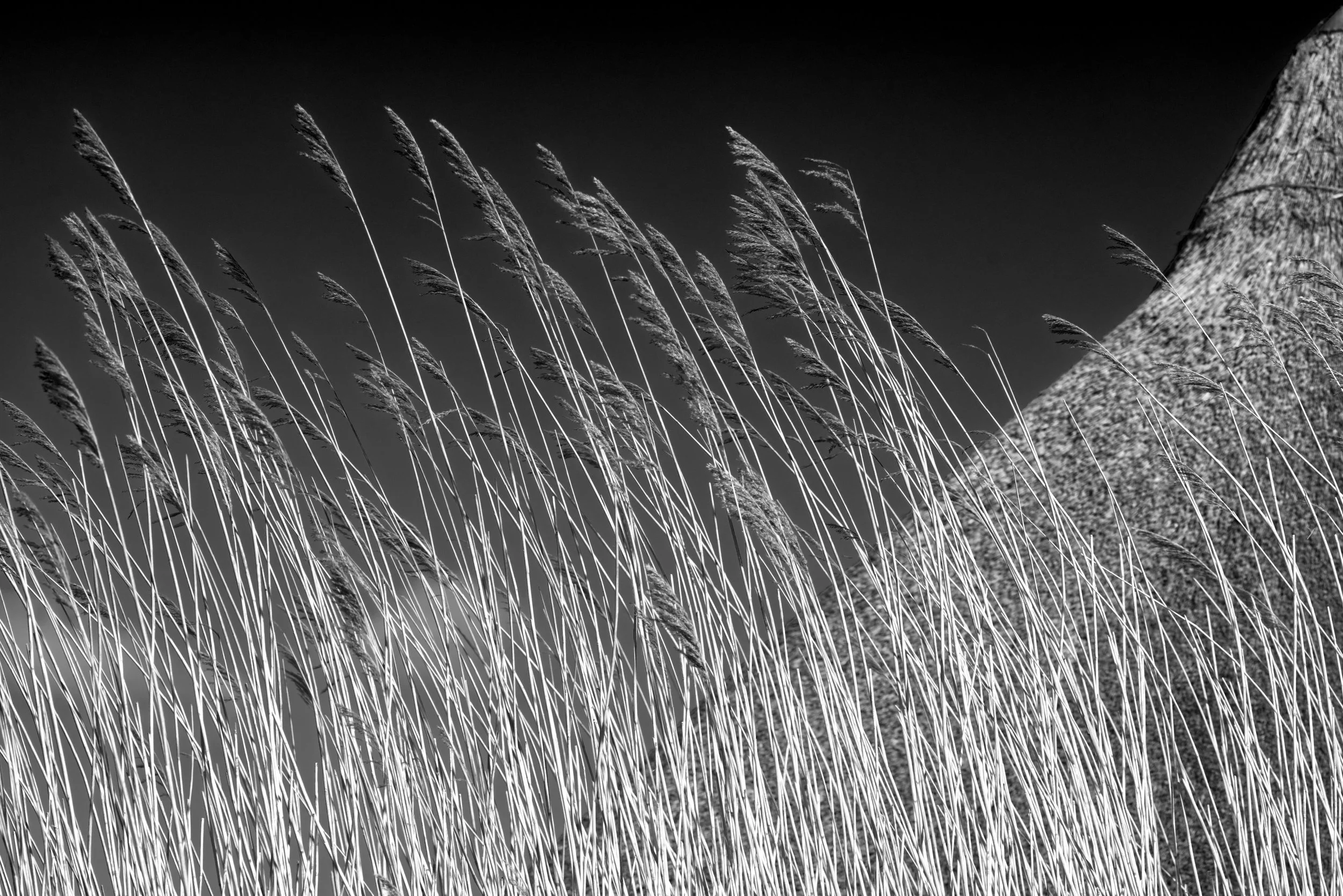 grains B&W (Compress).jpg