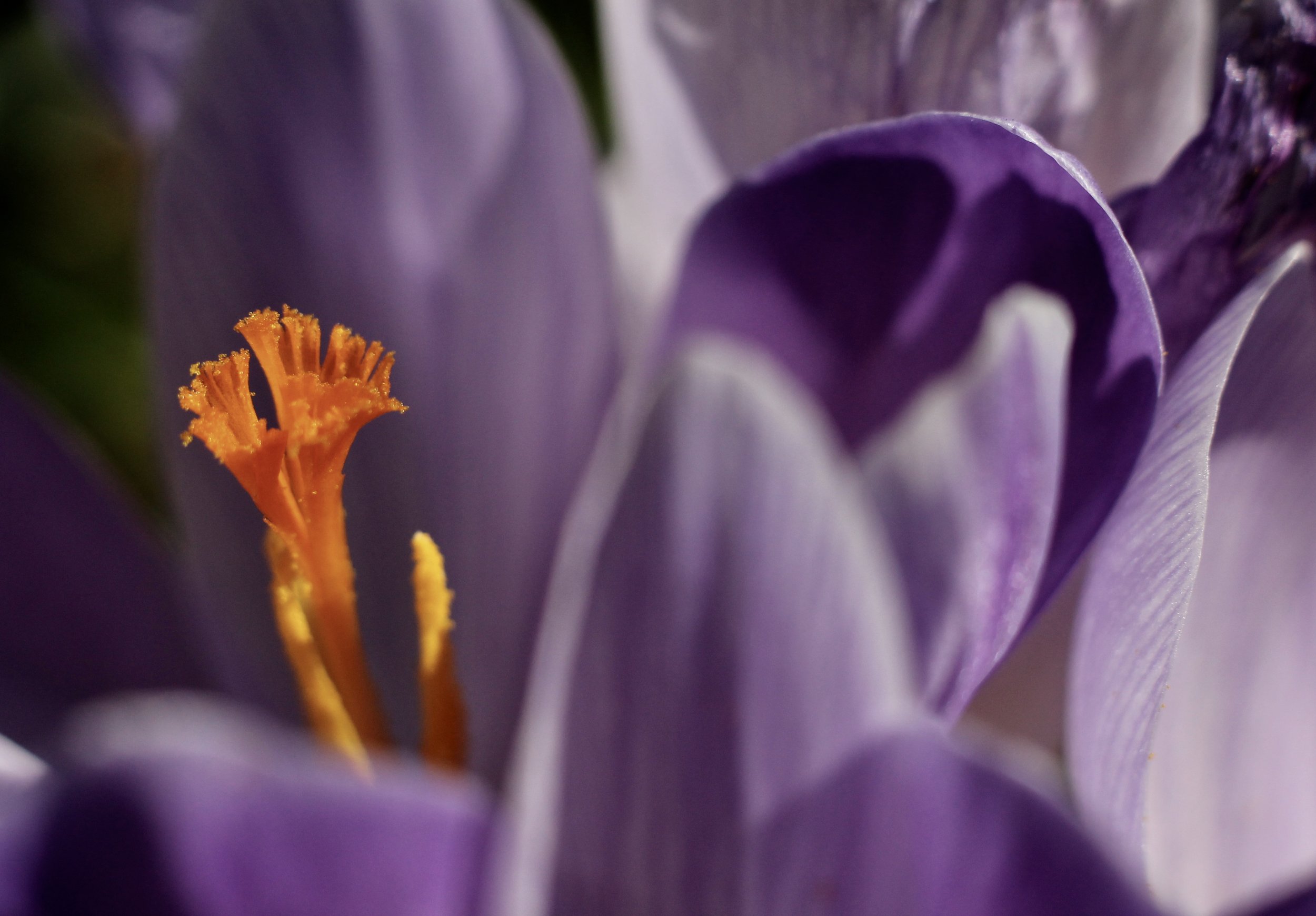 Autumn Crocus.JPG