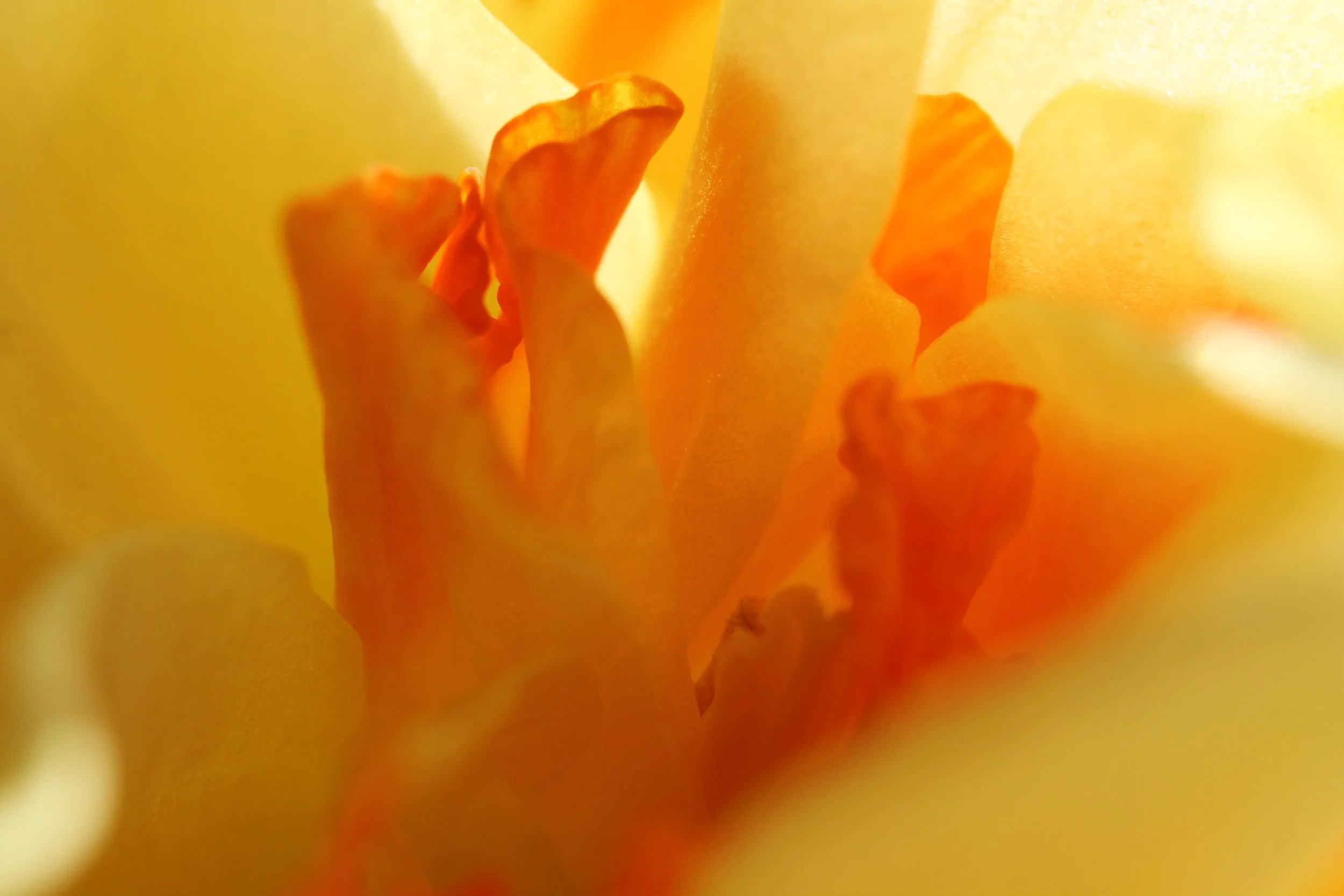 Daff on Fire.JPG