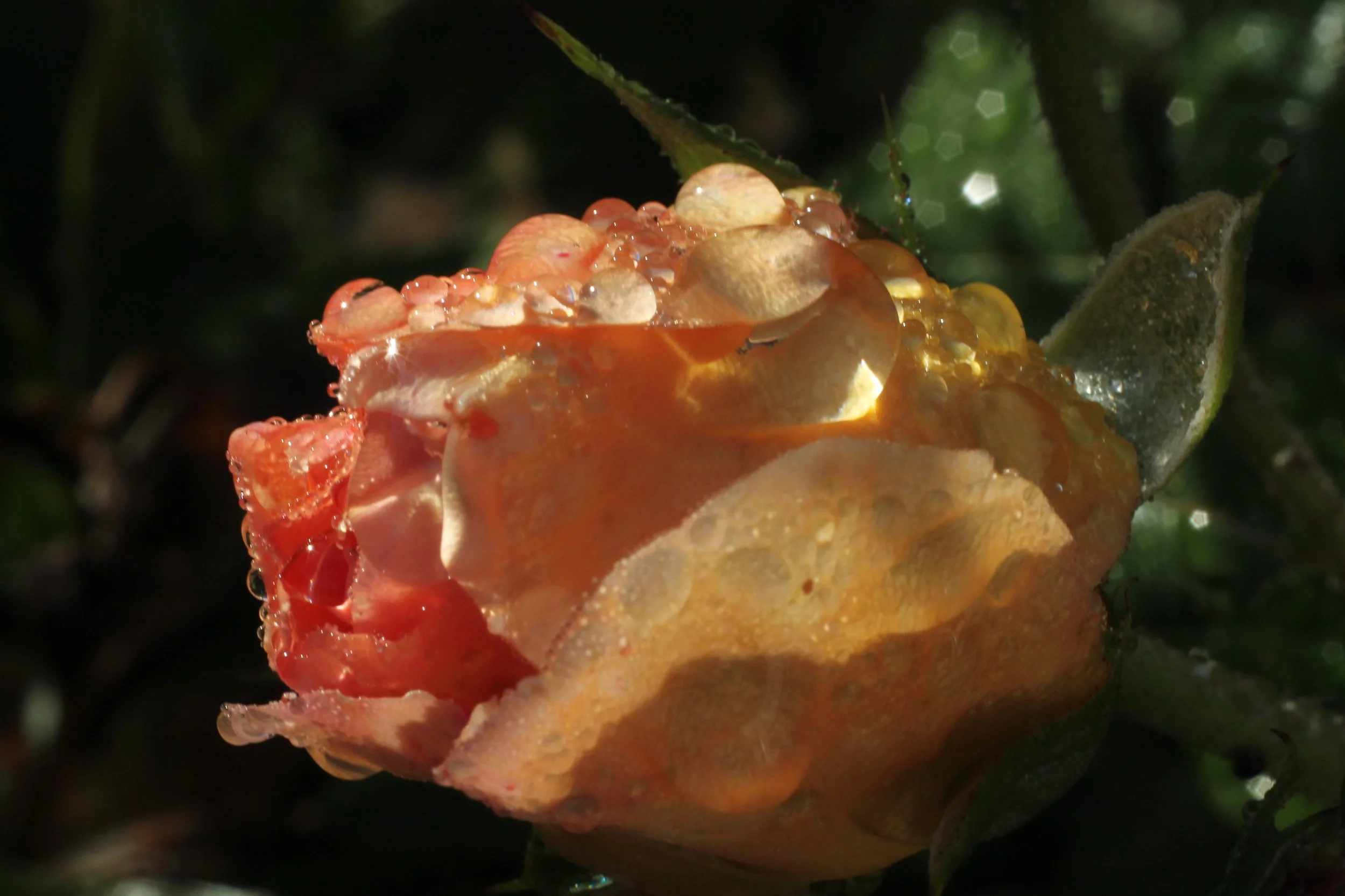 Glass Slipper.JPG