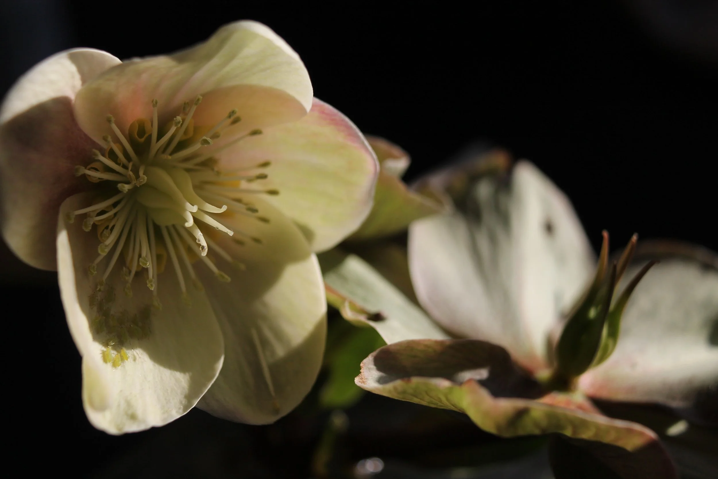 Hellebore in Repose.JPG