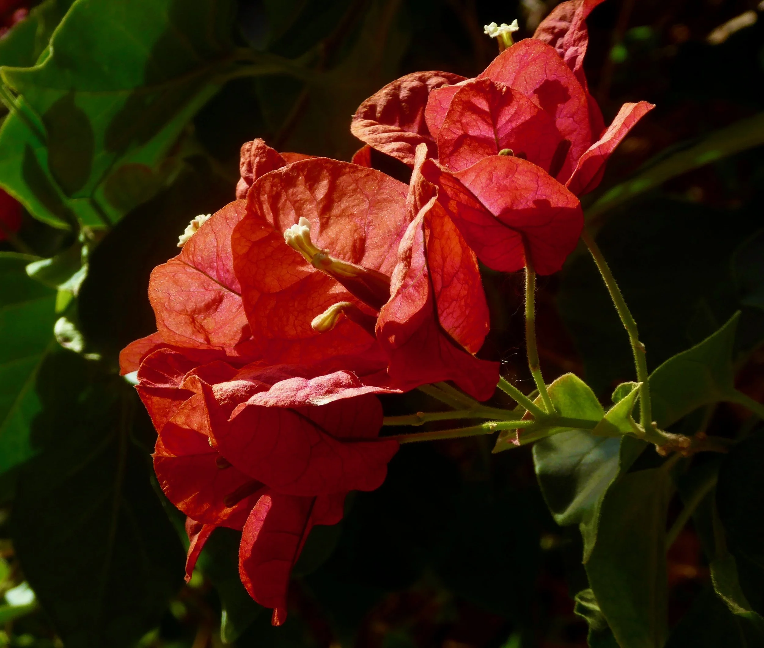 Palermo Hibiscus.jpeg