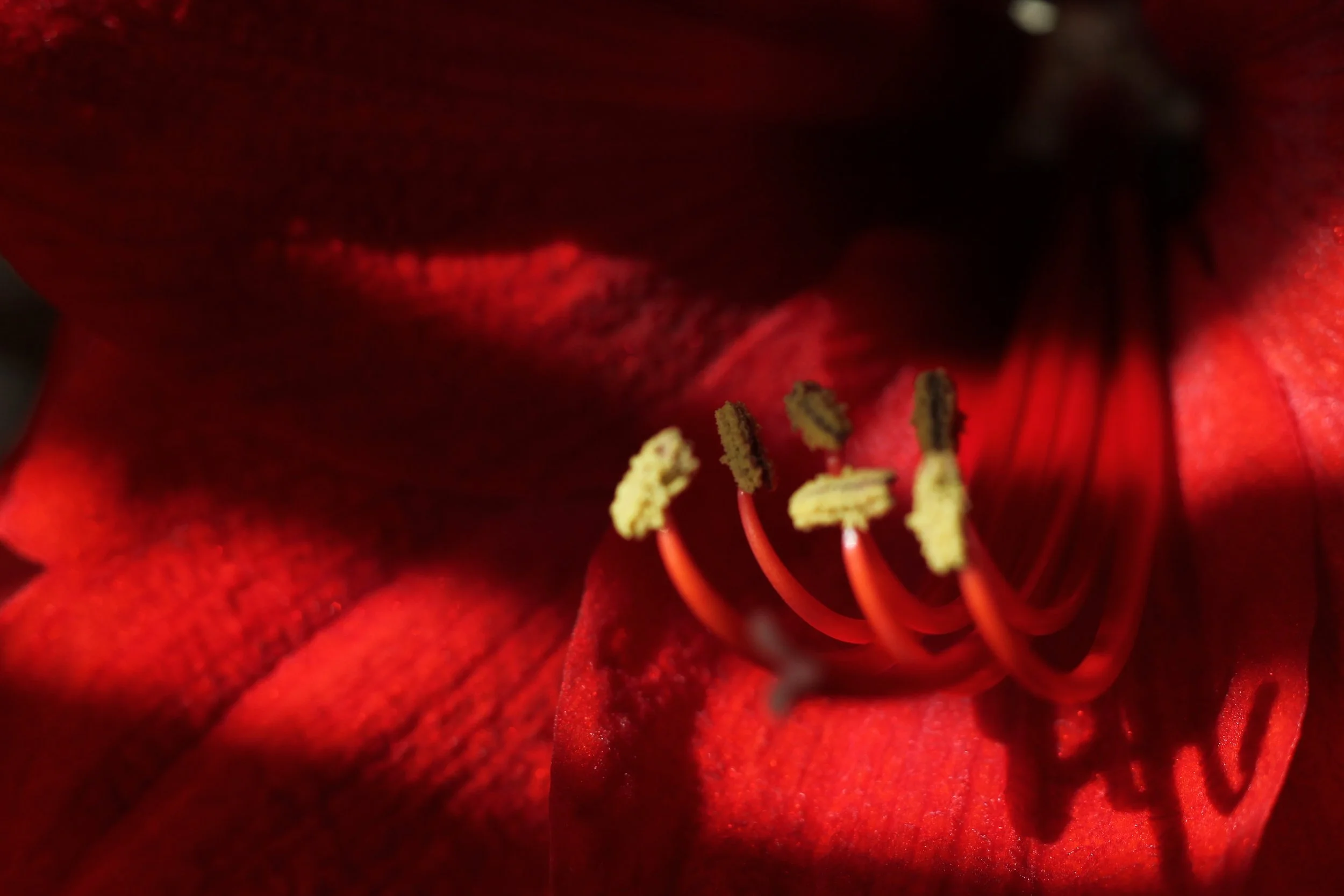 Red Red Rose.JPG