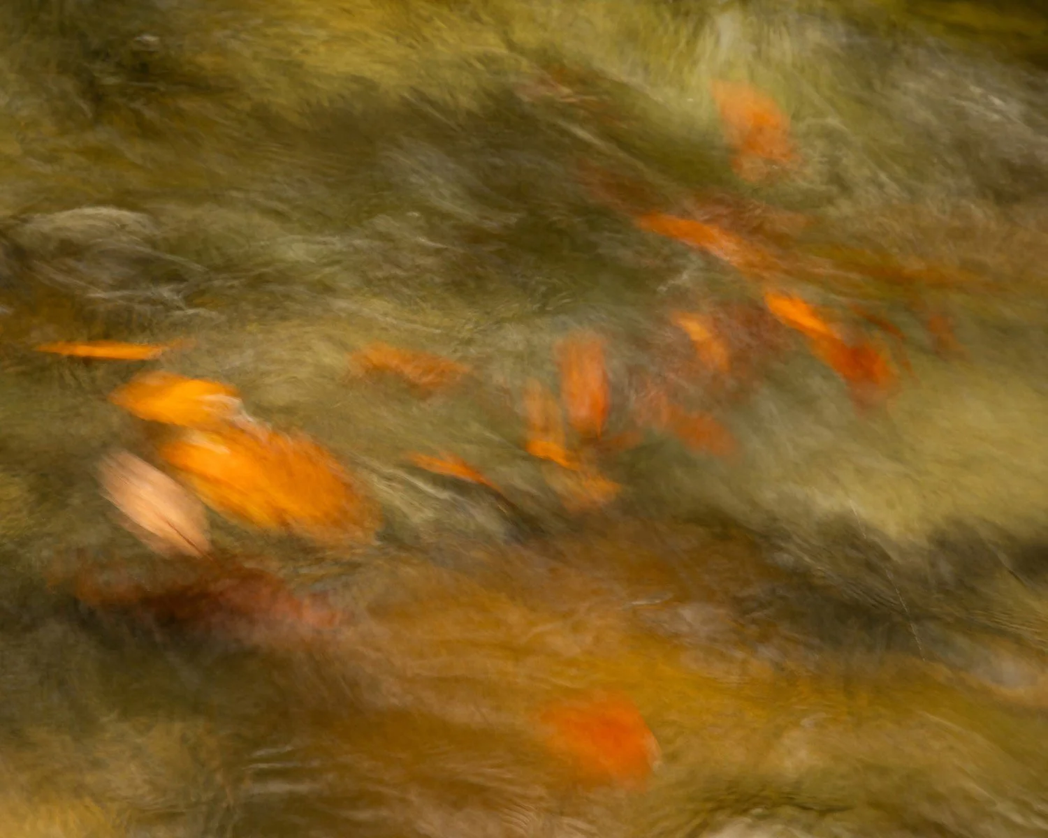 Lazy Orange Sunday 2510A4094 20x16 (Large).jpg
