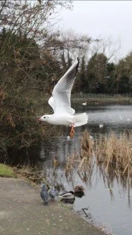 sonia moore (Web) - Copy.jfif