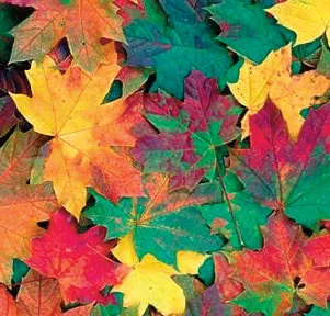 Autumn Leaves
