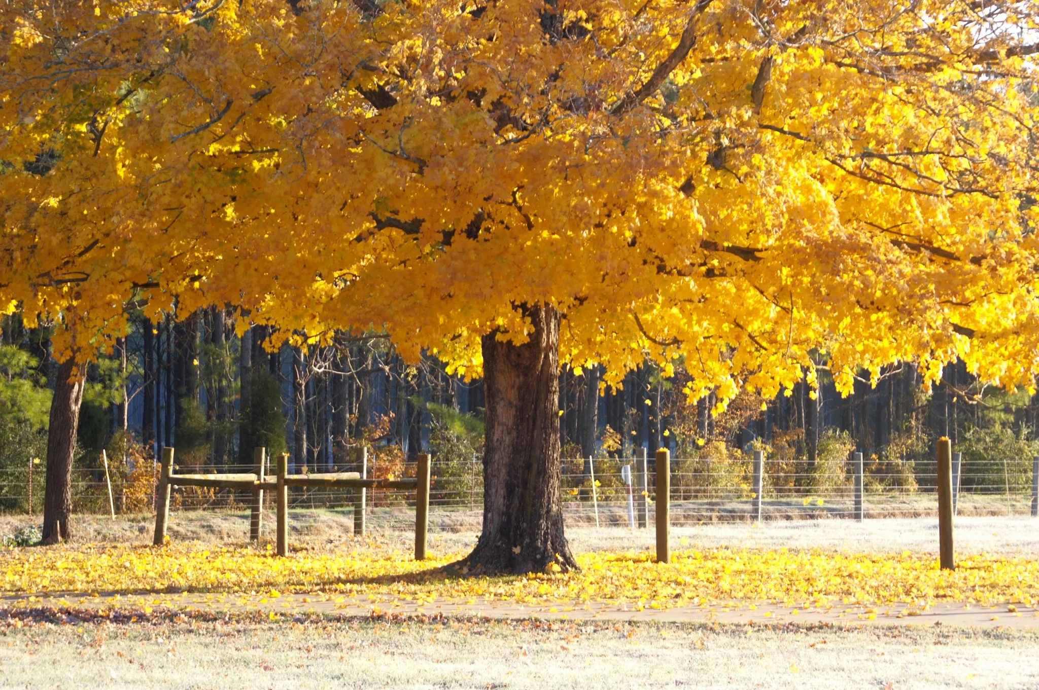 Day Seven of the 10 Days of Awe: Wise counsel