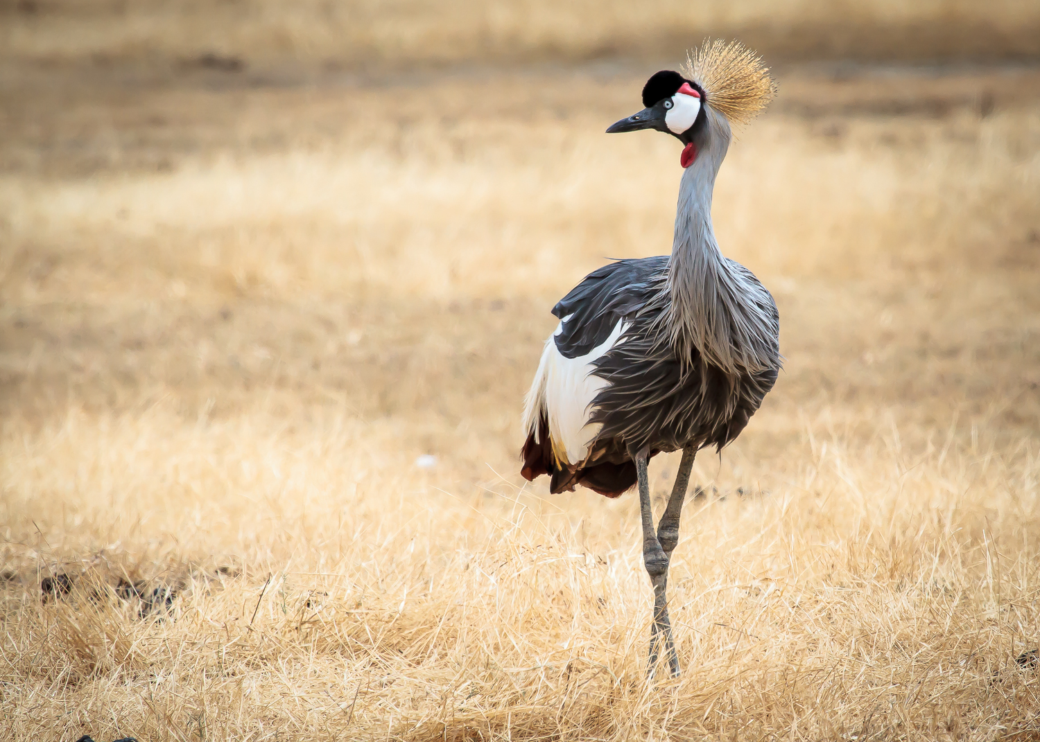 Crowned Crane Is Puttin' On The Ritz