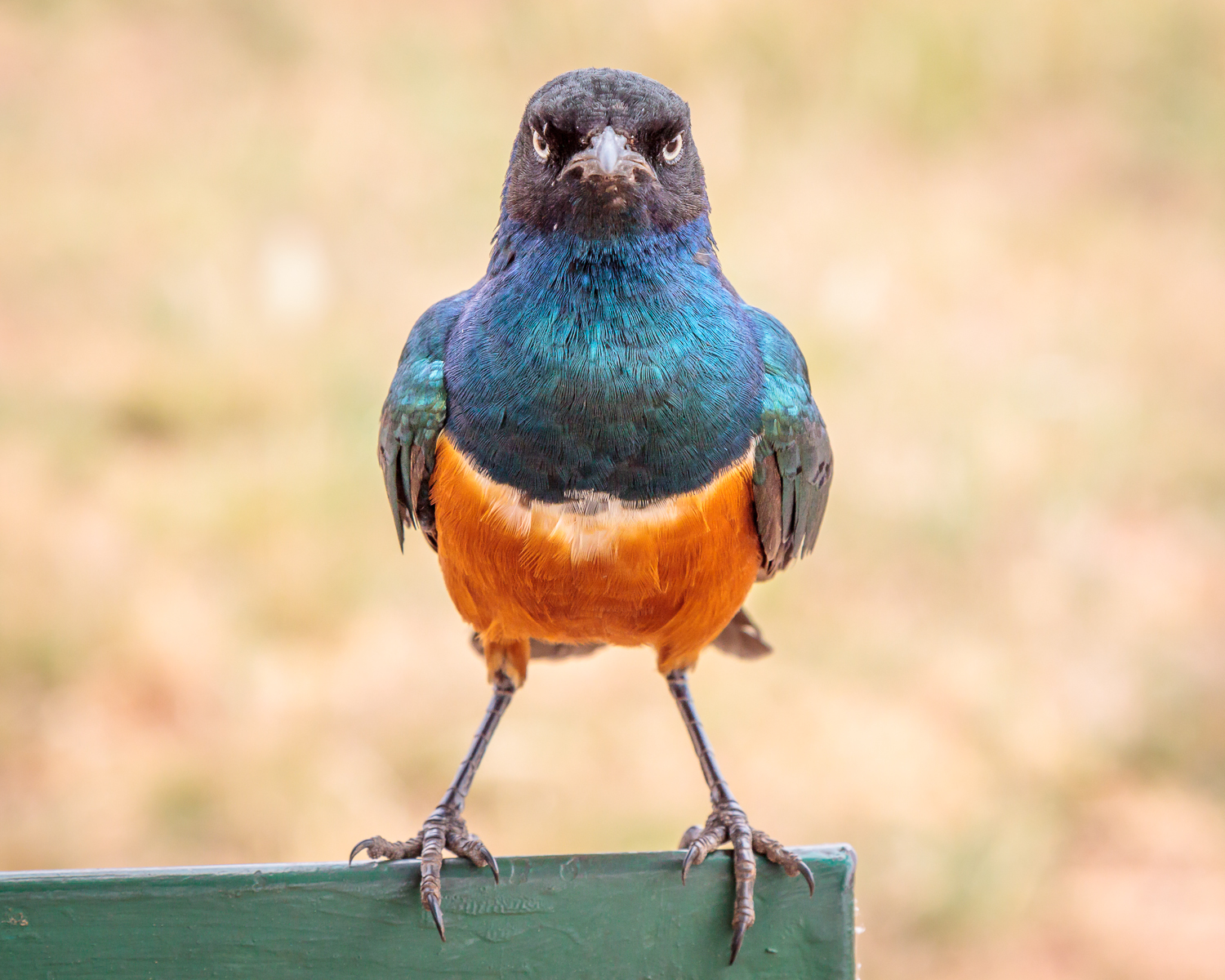 Superb Starling Is Not Amused