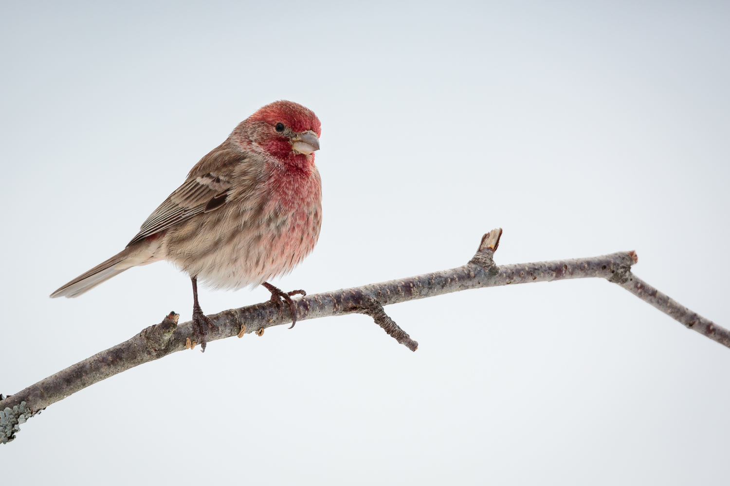 House Finch (adult male)