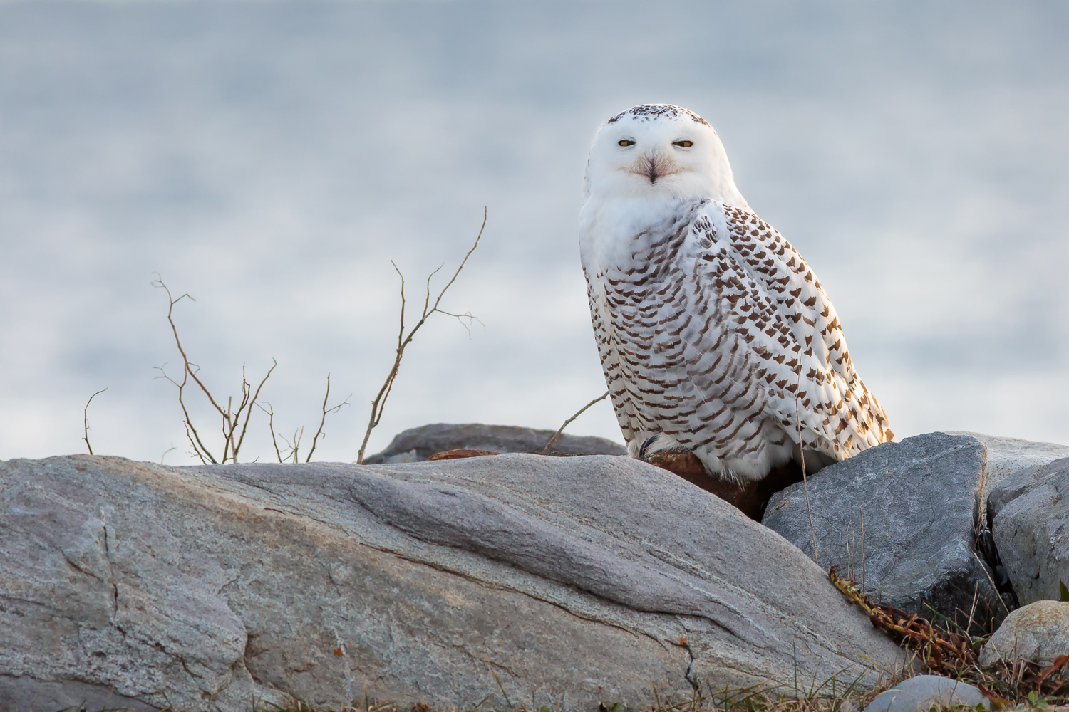 Snowy Owl