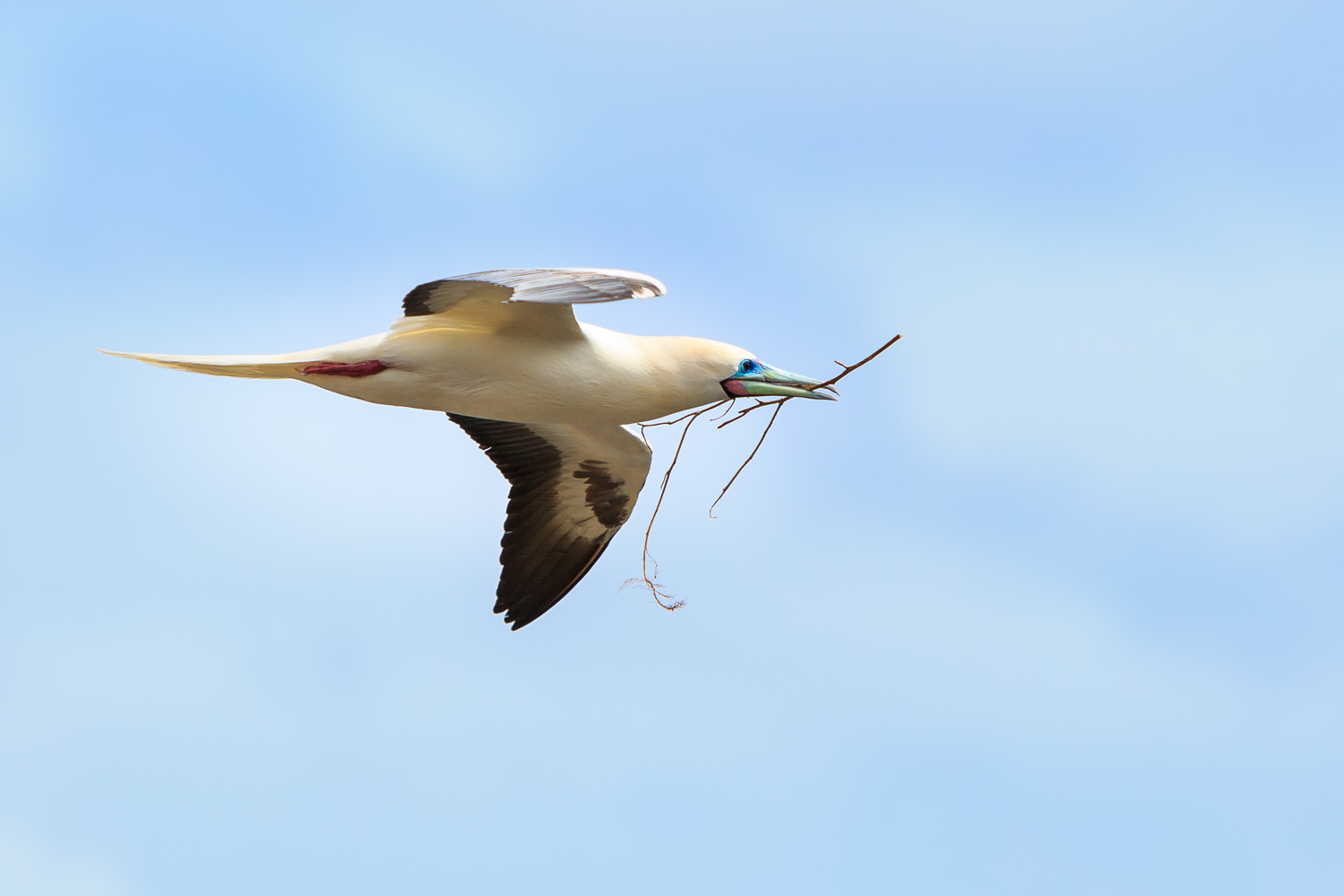 Red-footed Booby