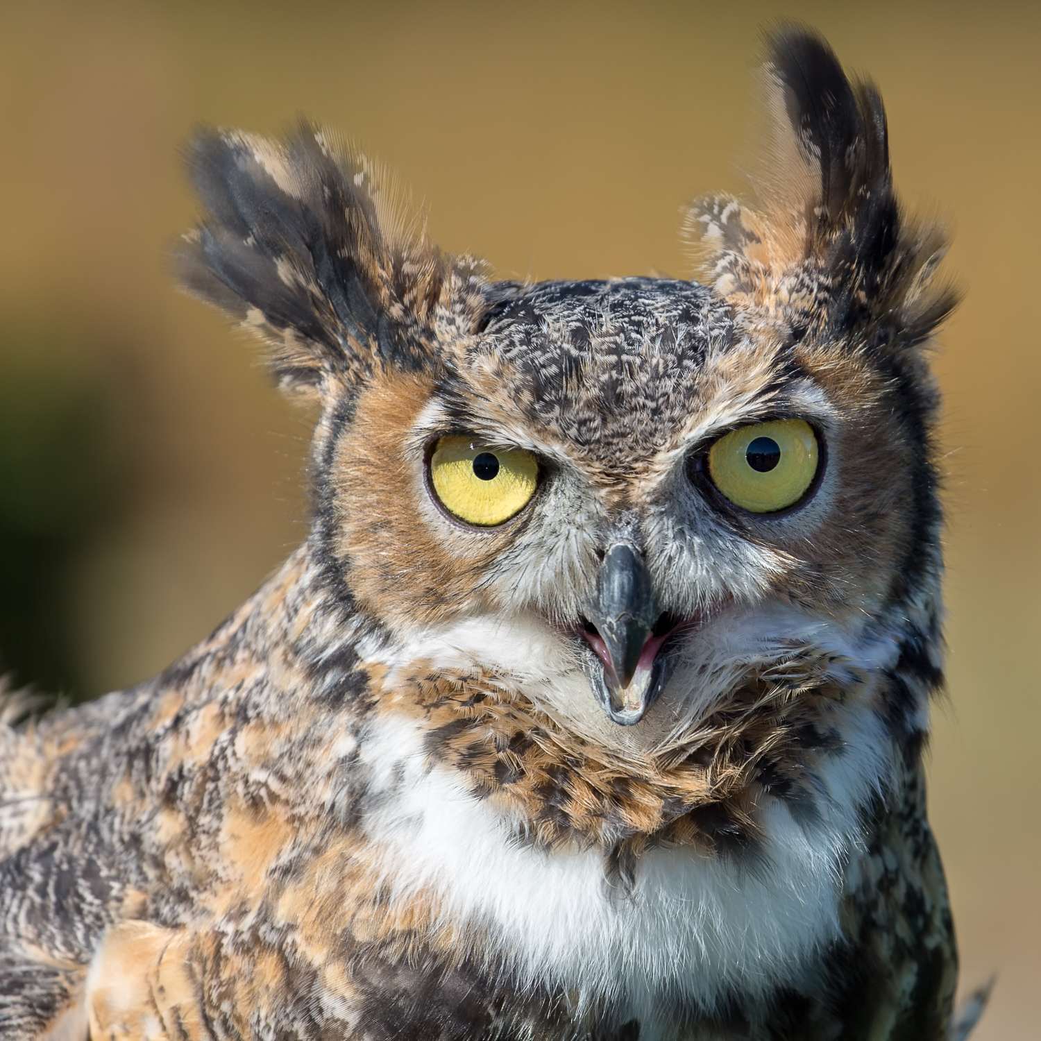 Great Horned Owl (captive)