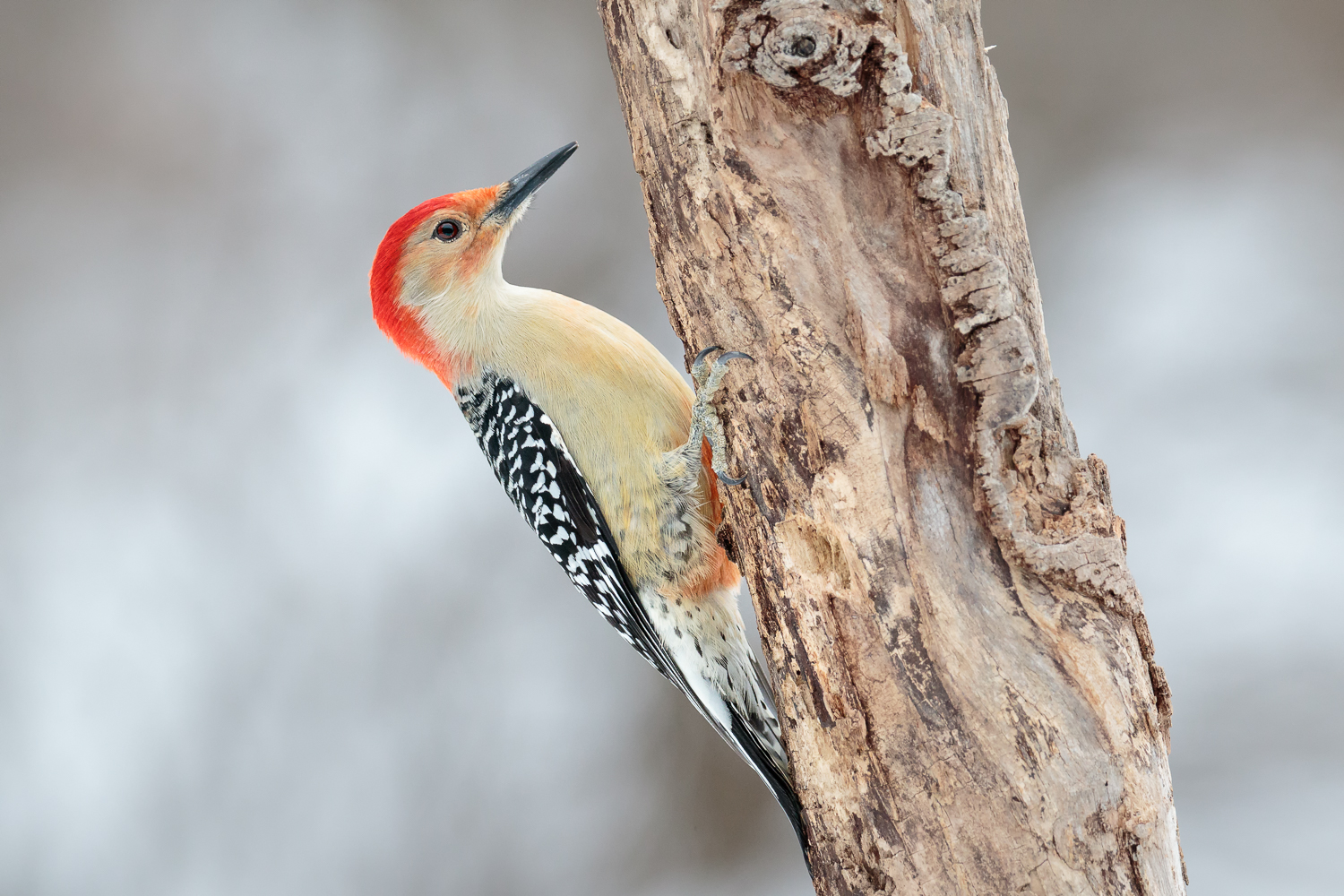 Red-bellied Woodpecker