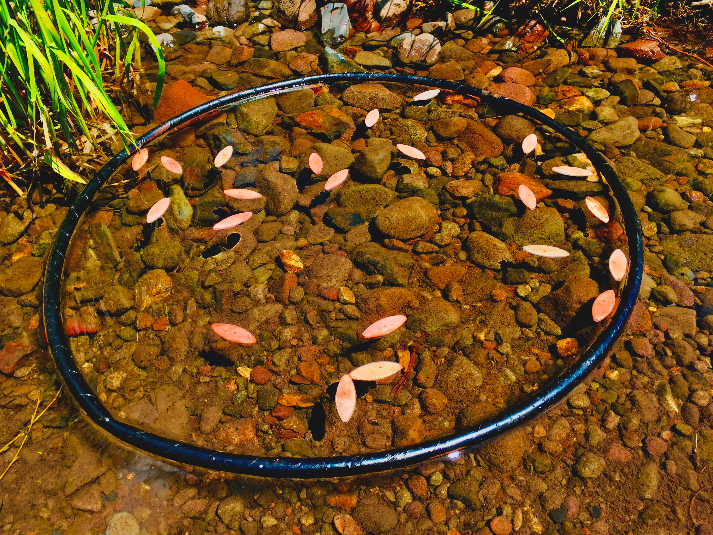 Blackwood Canyon Creek Drift project, Salmon Ring