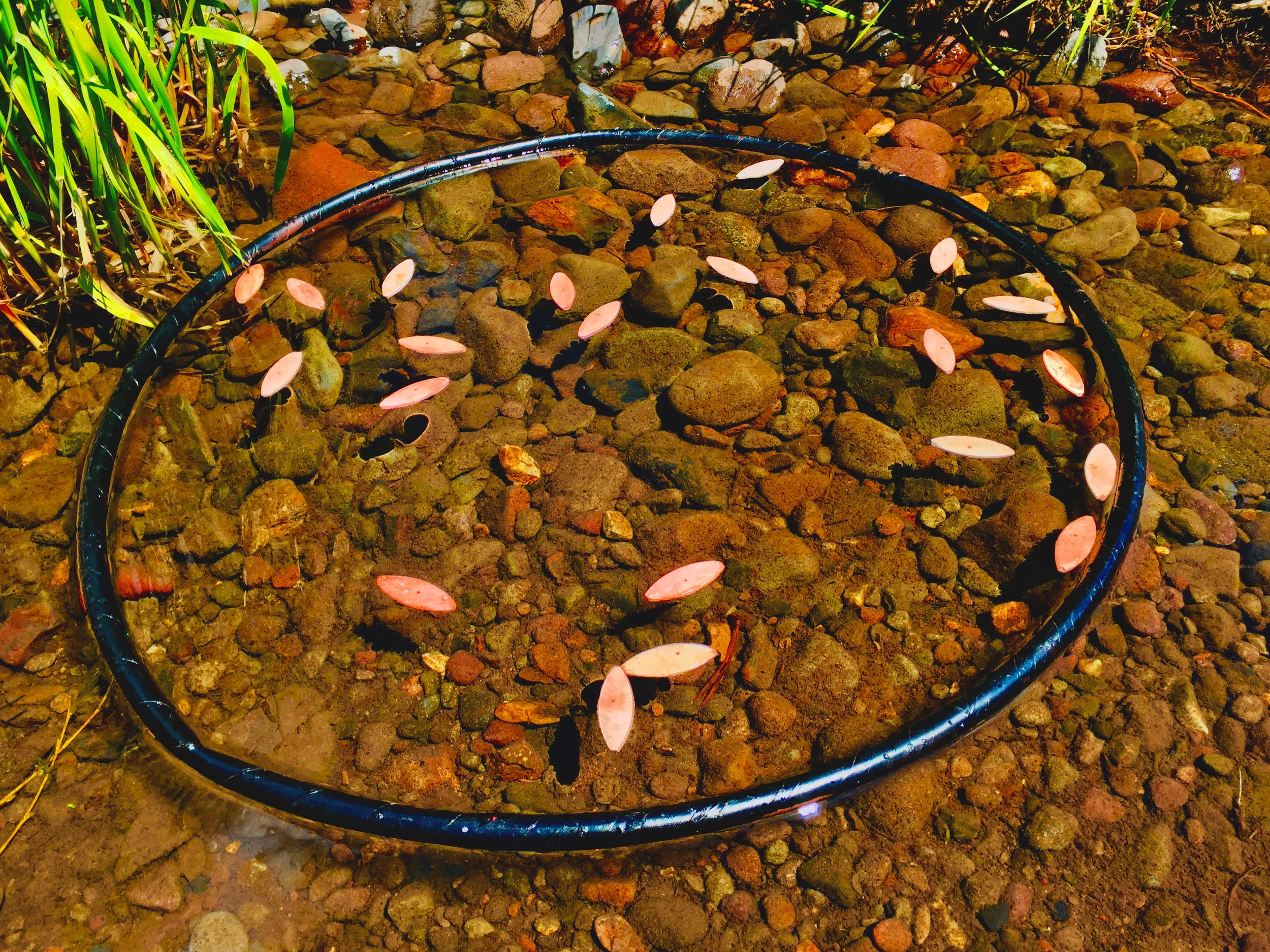 Salmon Ring 