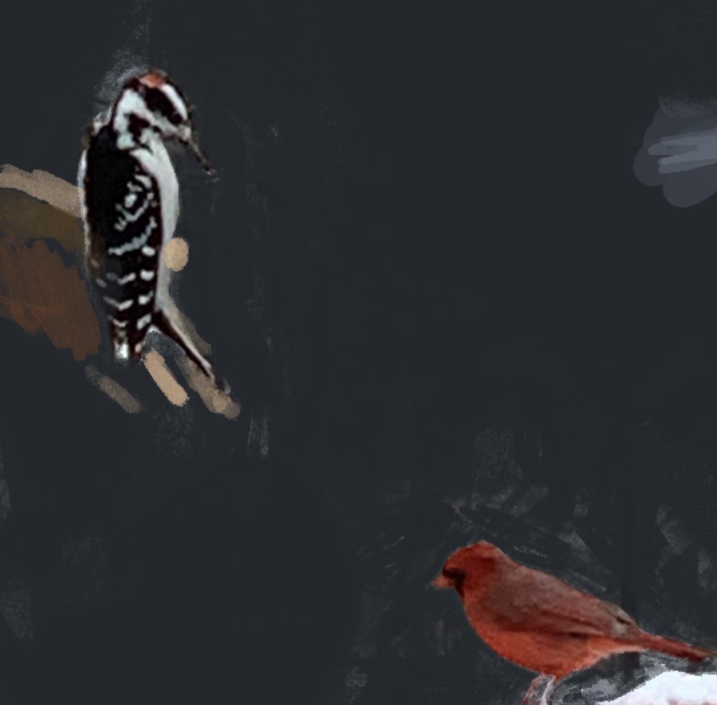 Detail #Woodpecker #cardinal #techspressionism